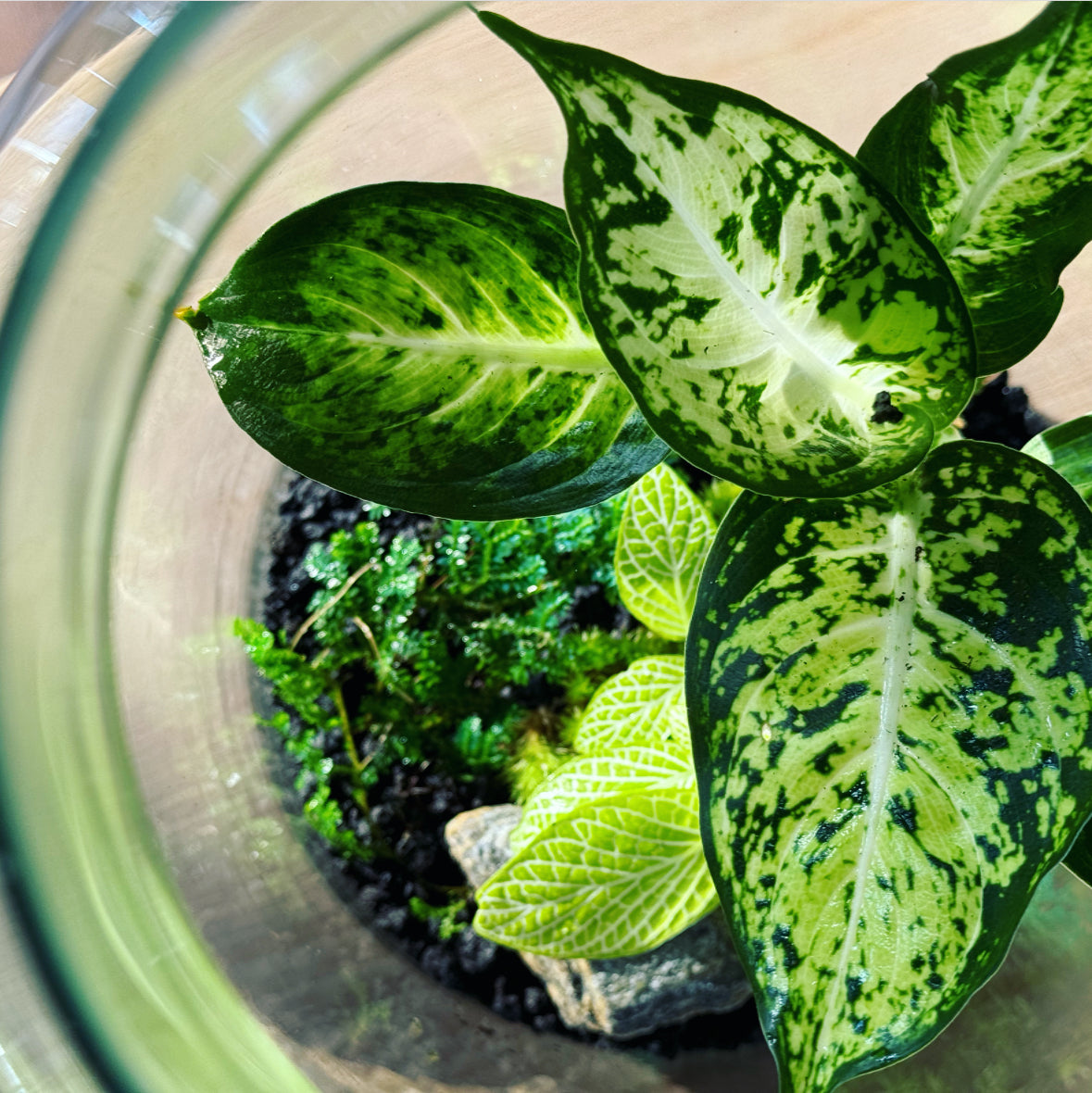 Flaschengarten ‚Dieffenbachia' DIY-Set