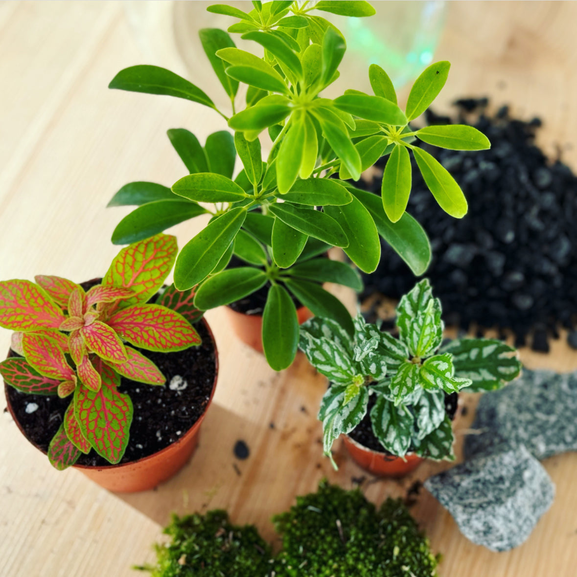 Flaschengarten ‚Bäumchen - Schefflera' DIY-Set