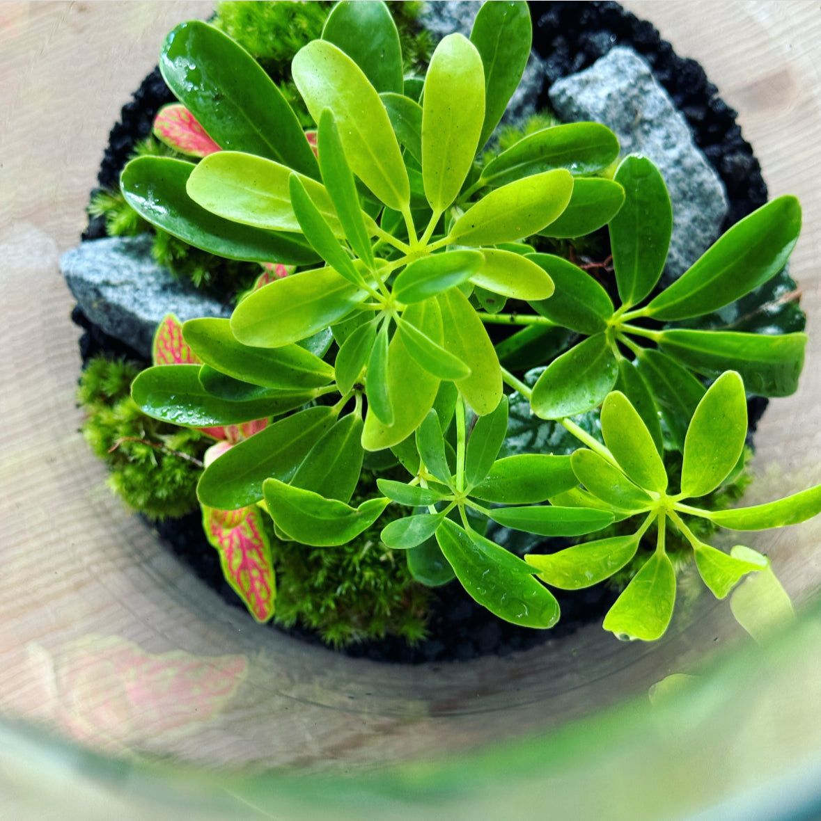 Flaschengarten ‚Bäumchen - Schefflera'  DIY-Set