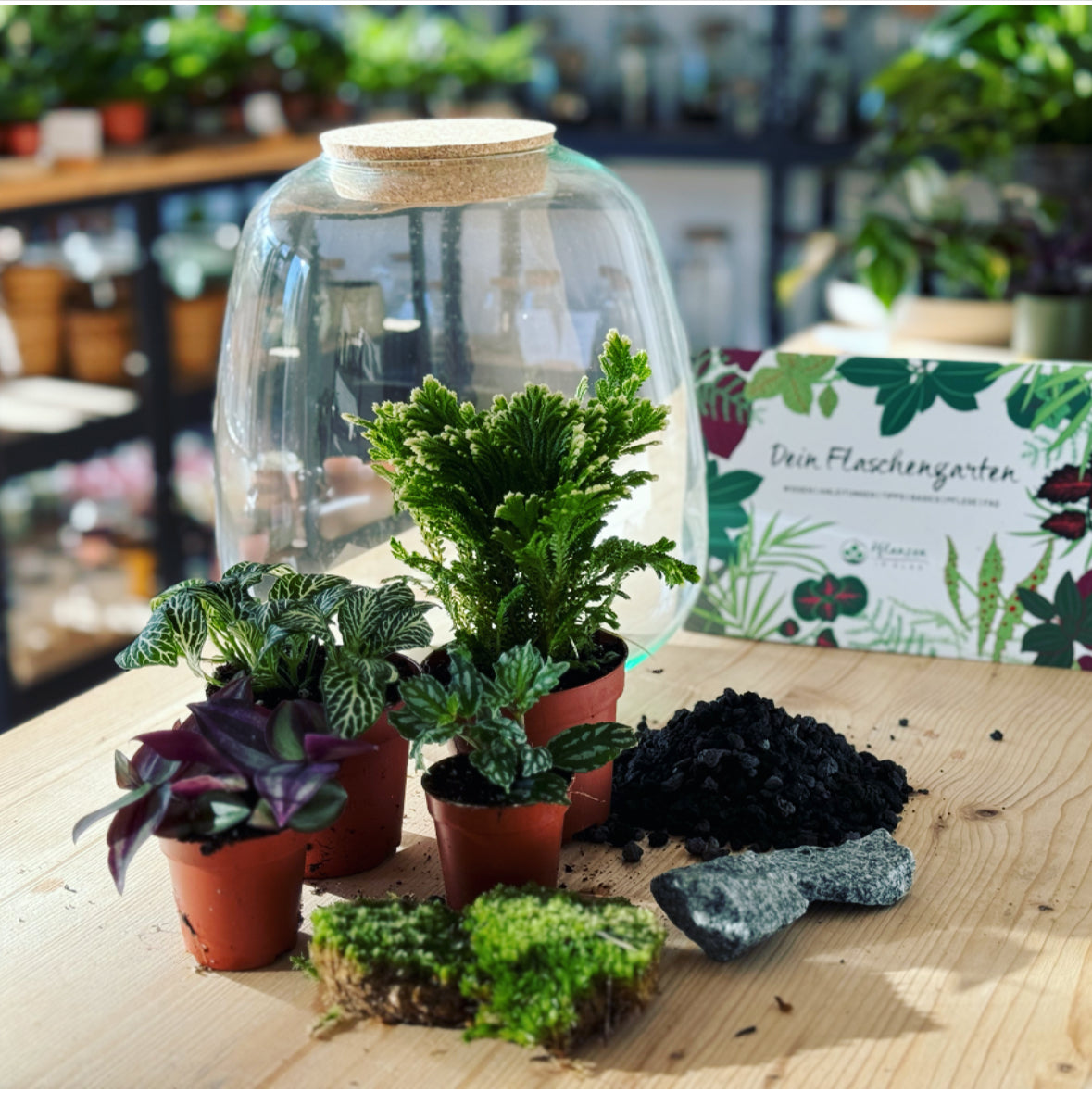 Flaschengarten ‚Großer Urwald - Selaginella‘ - DIY-Set