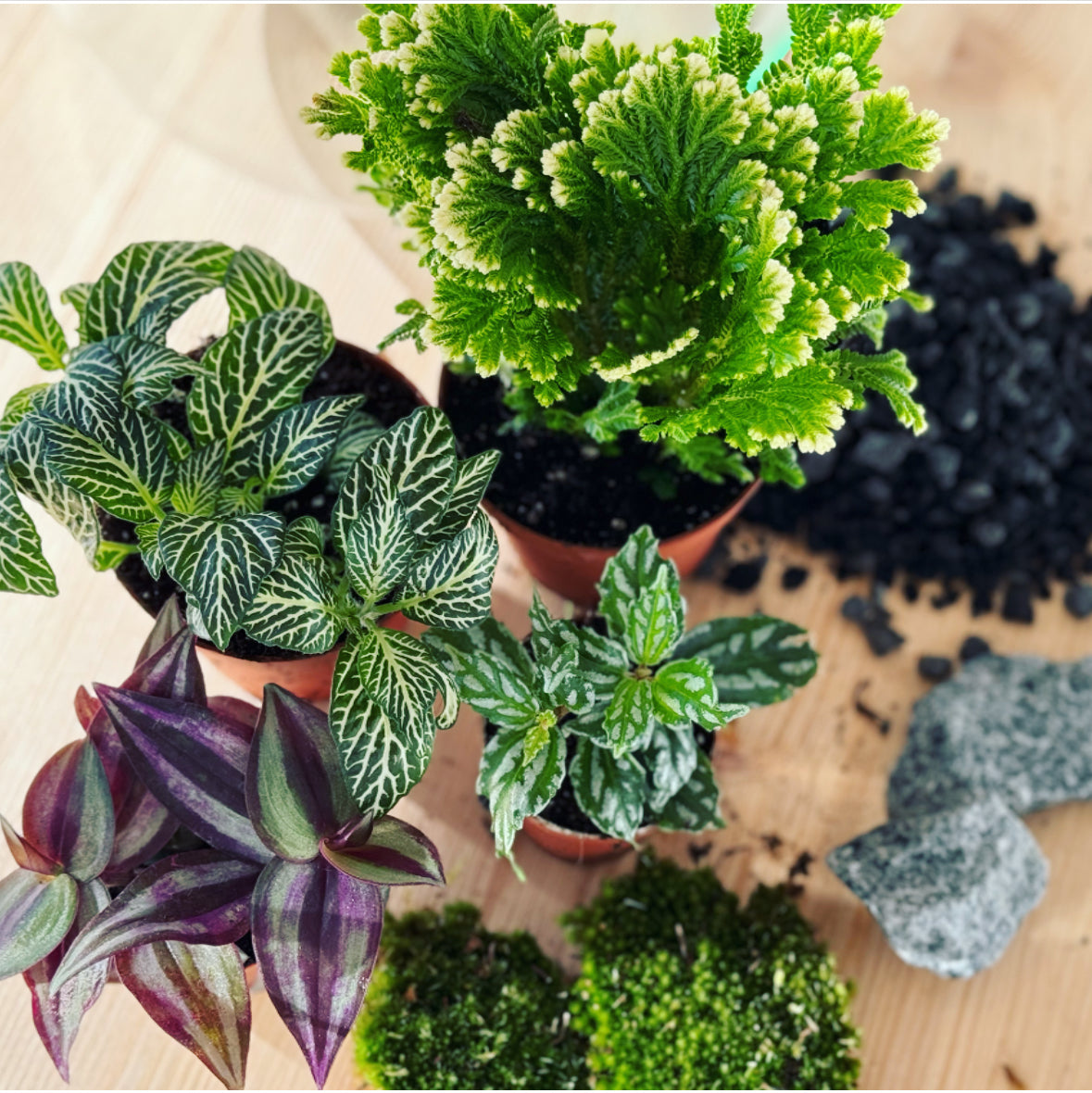 Flaschengarten ‚Großer Urwald - Selaginella‘ - DIY-Set