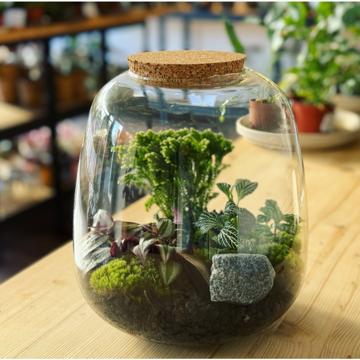 Flaschengarten ‚Großer Urwald - Selaginella‘ - DIY-Set