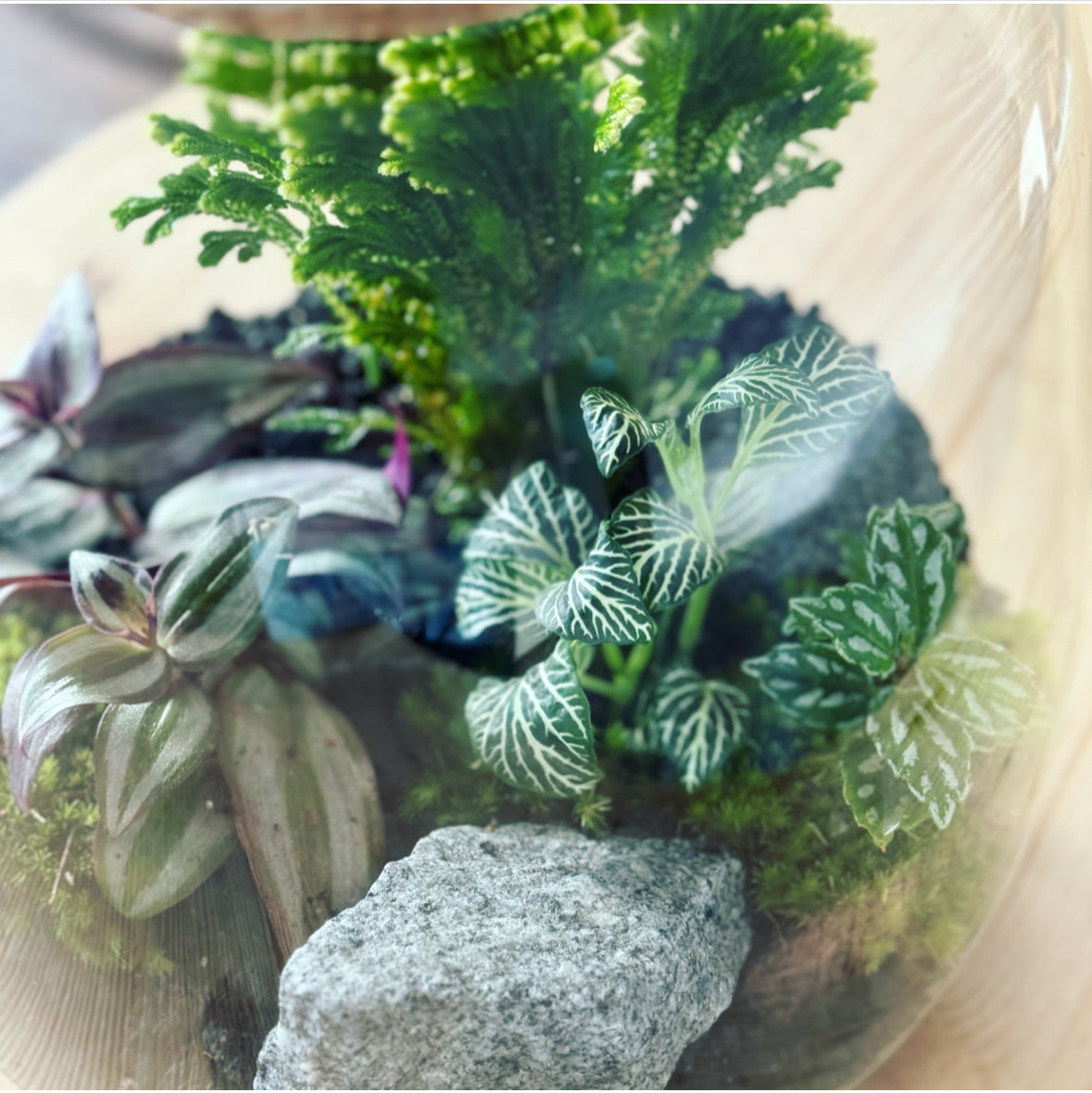 Flaschengarten ‚Großer Urwald - Selaginella‘ - DIY-Set