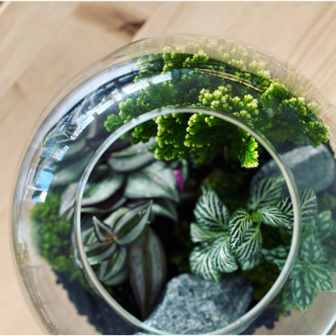 Flaschengarten ‚Großer Urwald - Selaginella‘ - DIY-Set
