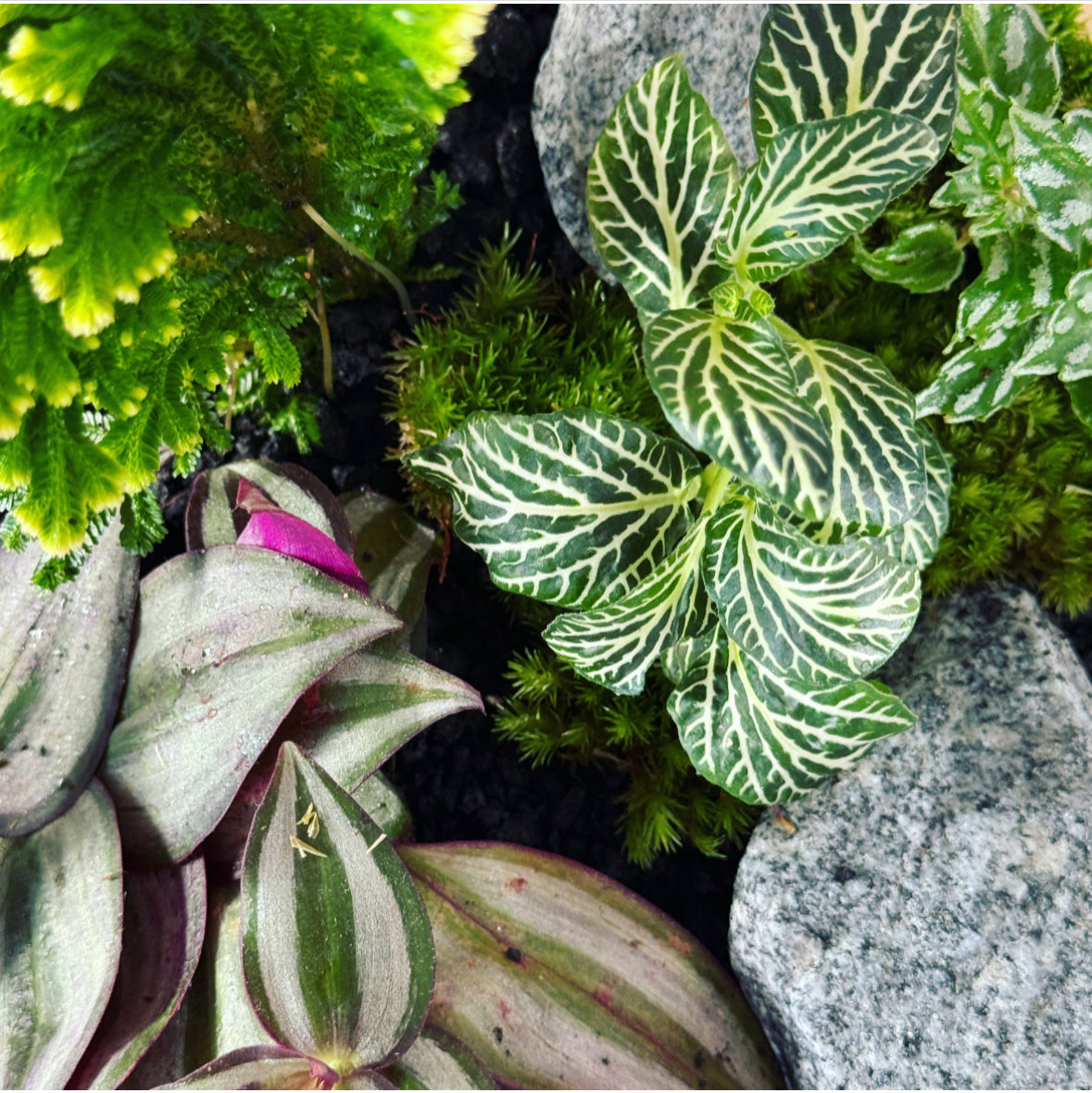 Flaschengarten ‚Großer Urwald - Selaginella‘ - DIY-Set
