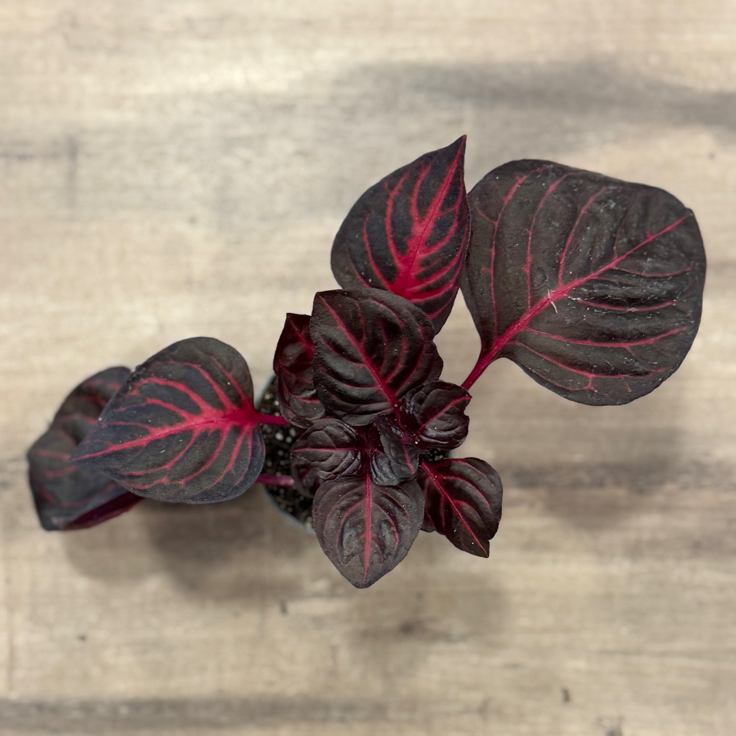 Iresine herbstii (rot) | Blutblatt | Hühnermagen