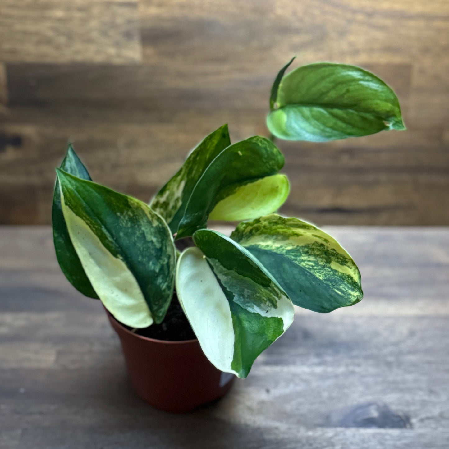 Scindapsus 'Jade Satin Variegata'