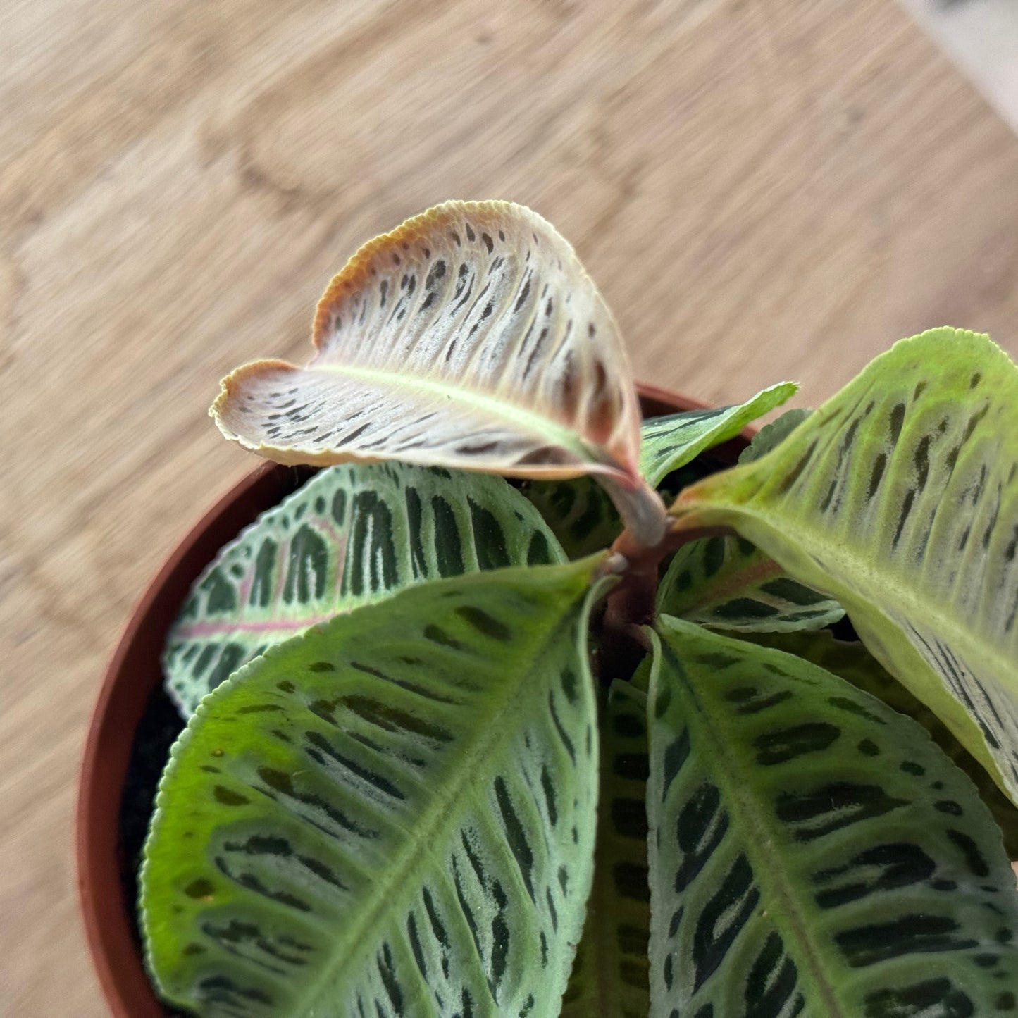 Labisia sp. 'No ID'