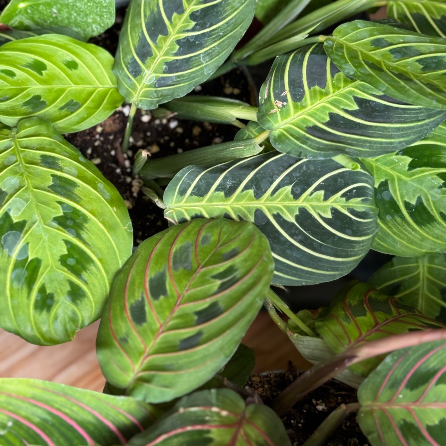 Maranta Mystery Plant