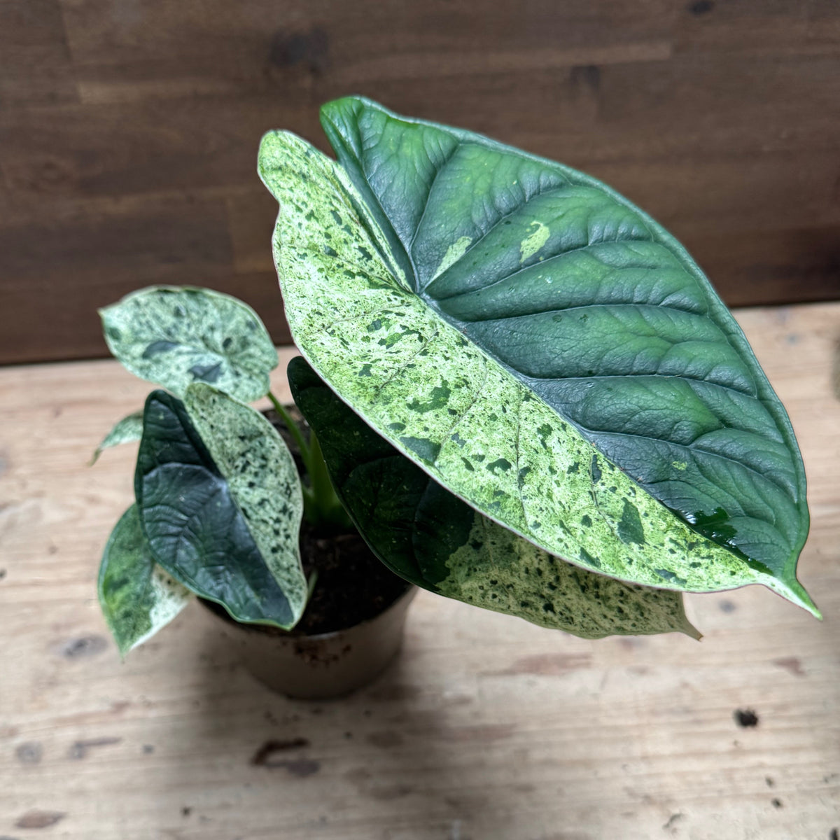 Alocasia baginda 'Dragon Scale Mint' | Alokasie | Pfeilblatt | Tropenwurz