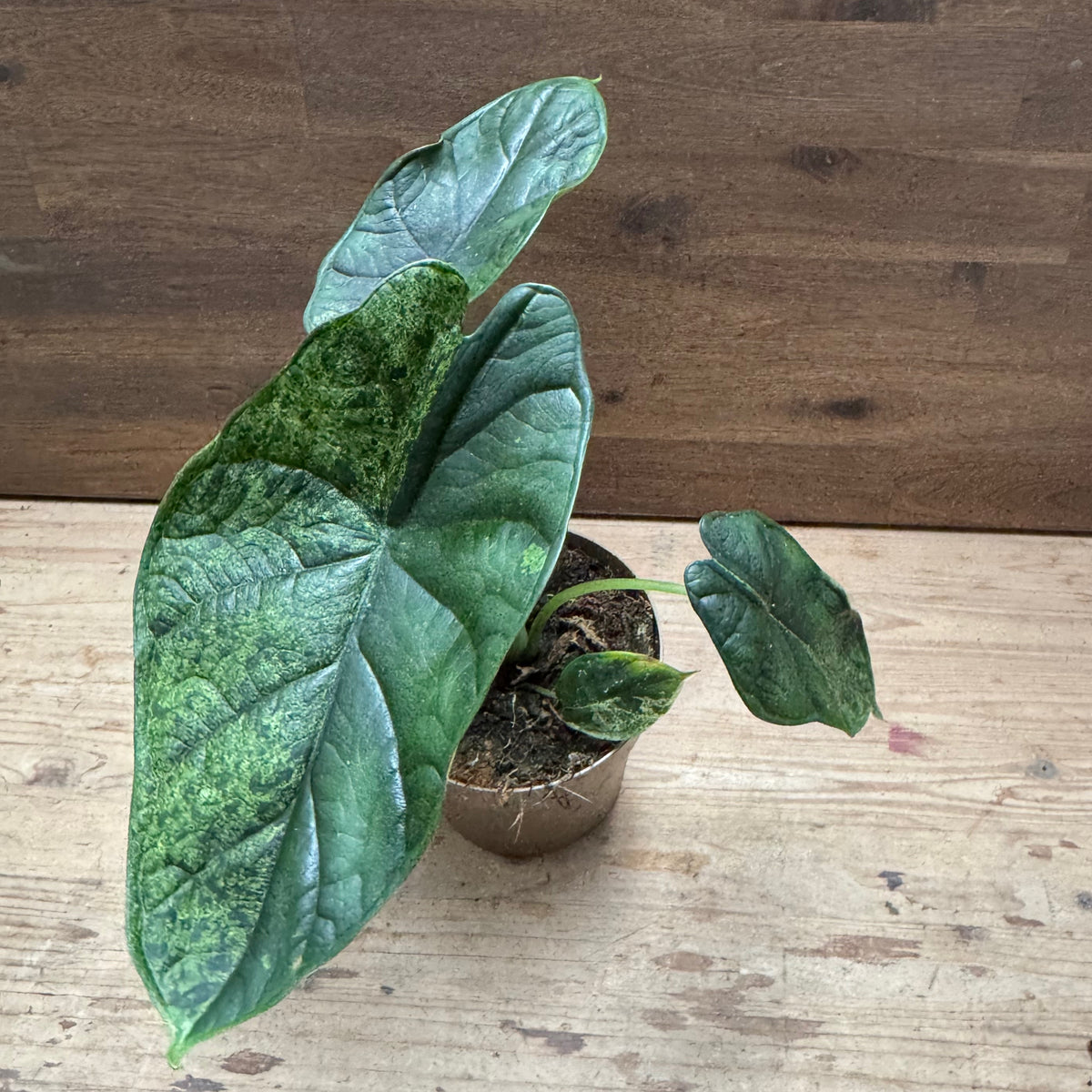 Alocasia baginda 'Dragon Scale Mint' | Alokasie | Pfeilblatt | Tropenwurz