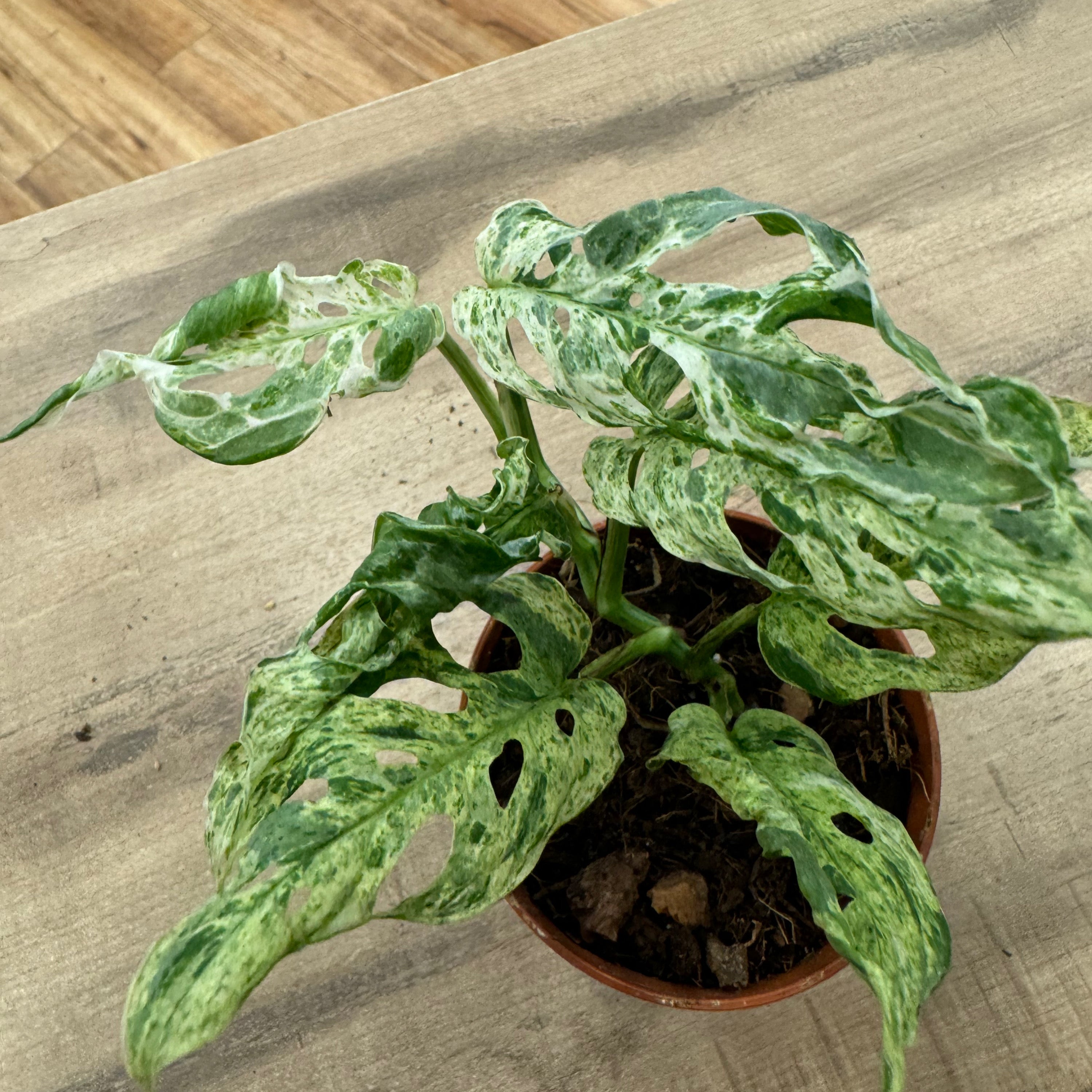 Monstera adansonii 'Frozen Freckles'