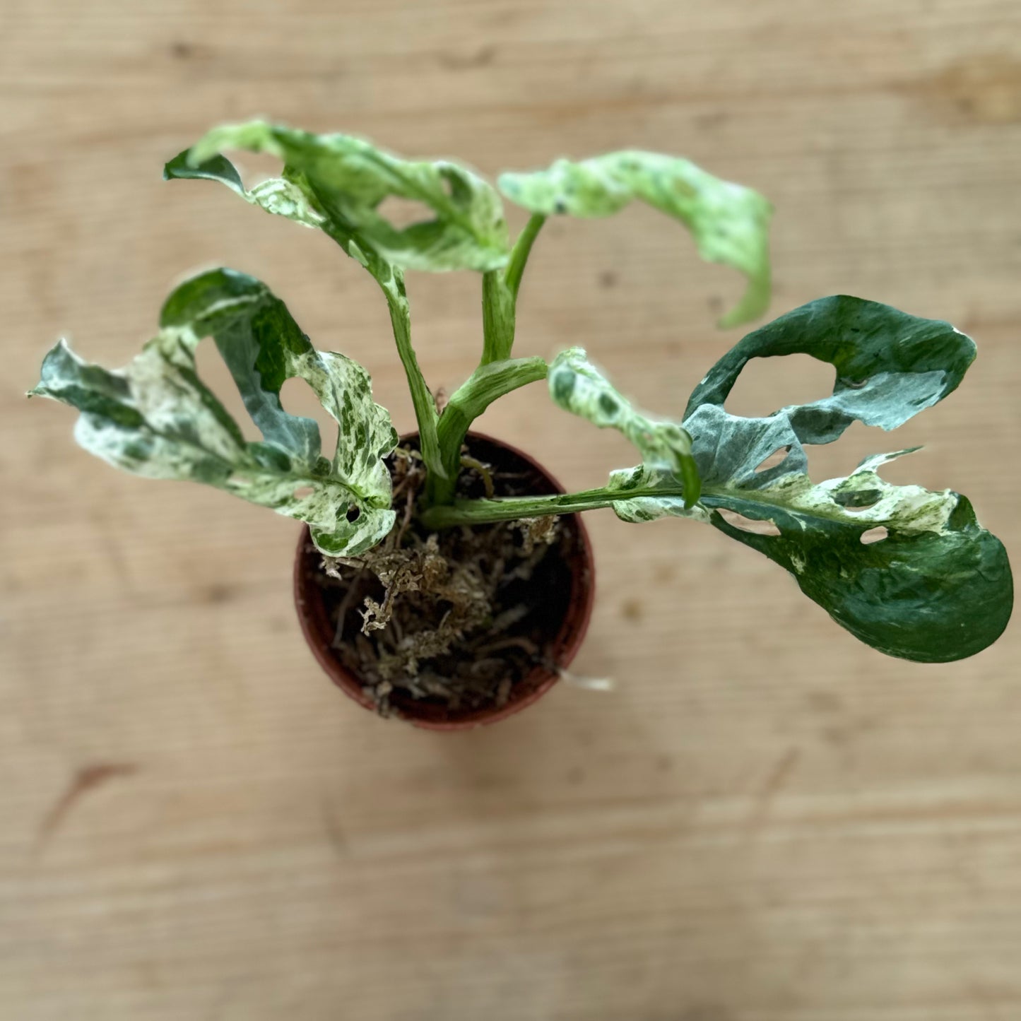 Monstera adansonii 'Frozen Freckles' Steckling | Schiefes Fensterblatt