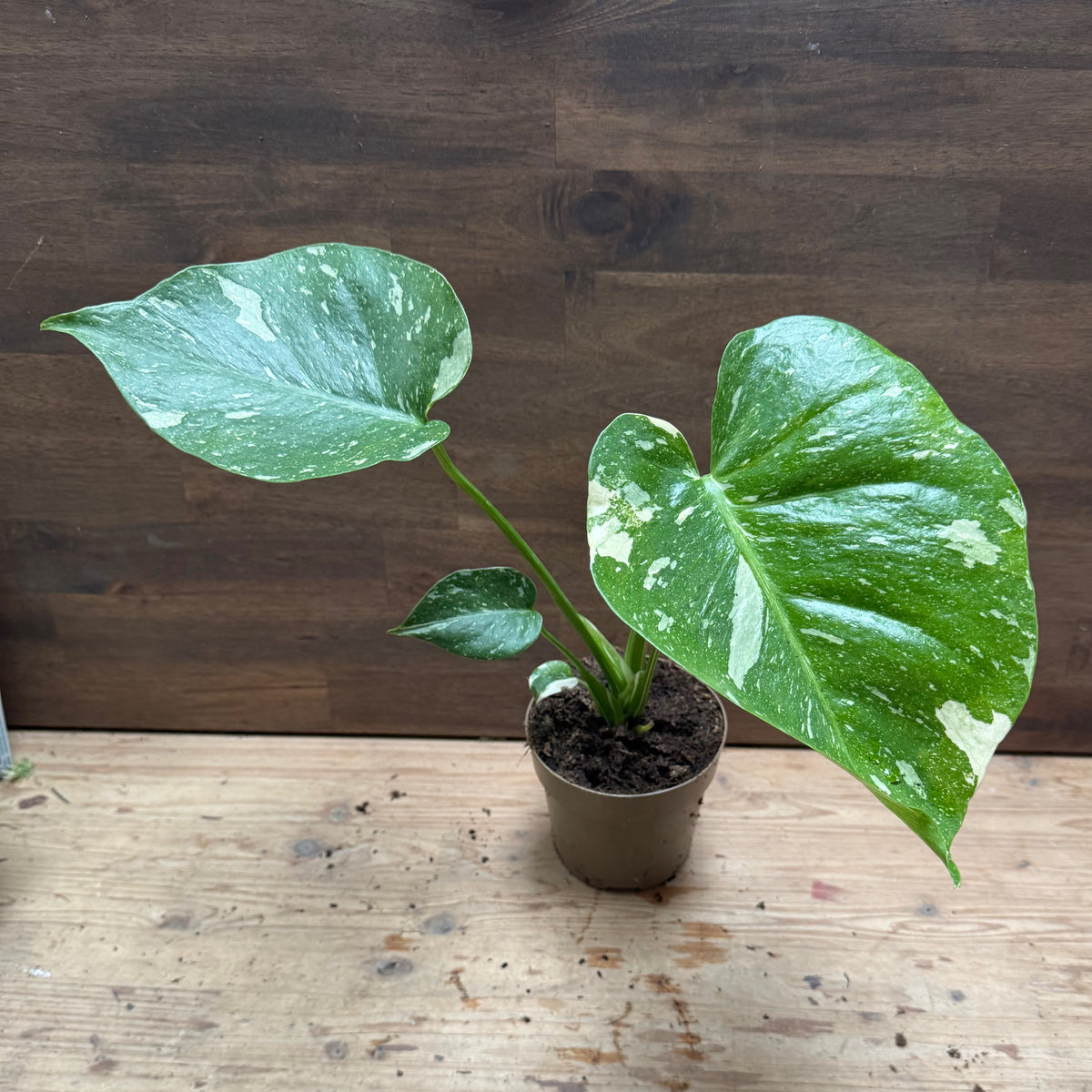 Monstera deliciosa 'Thai Constellation' | Fensterblatt