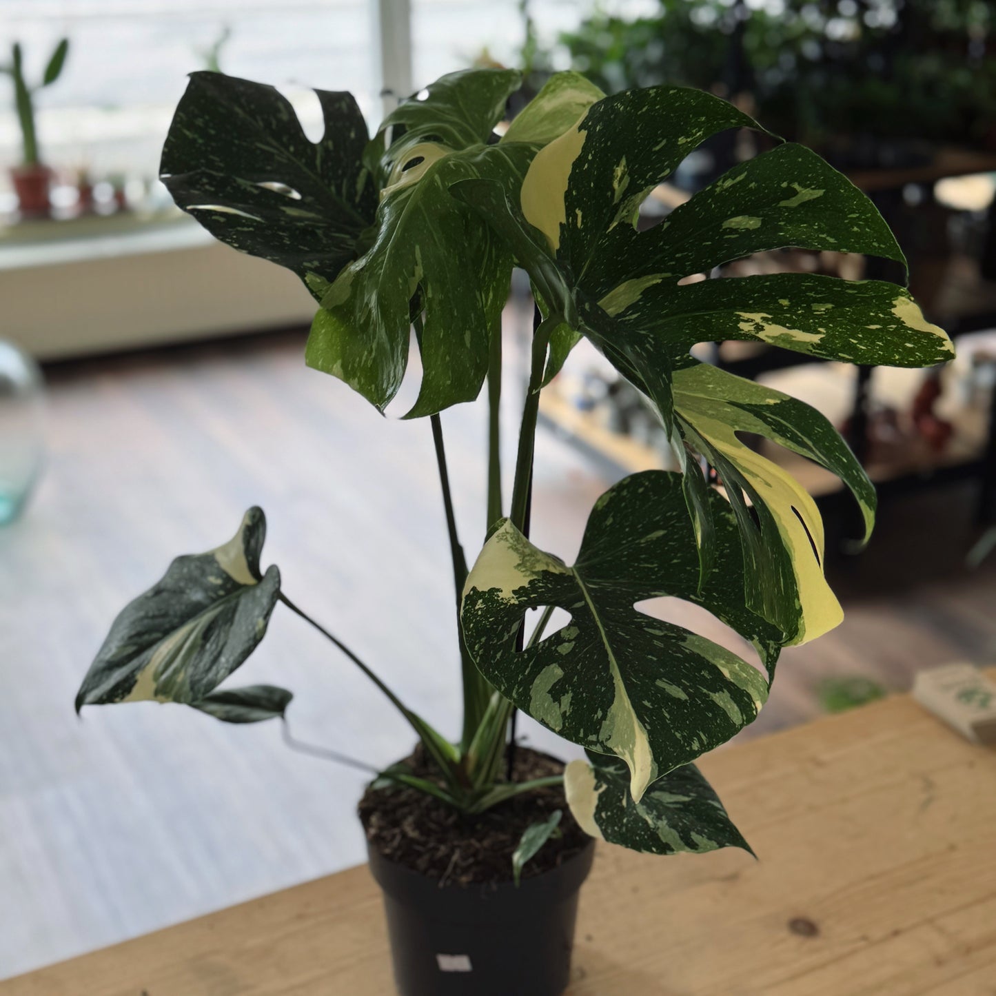 Monstera deliciosa 'Thai Constellation' im 17cm Topf | Fensterblatt