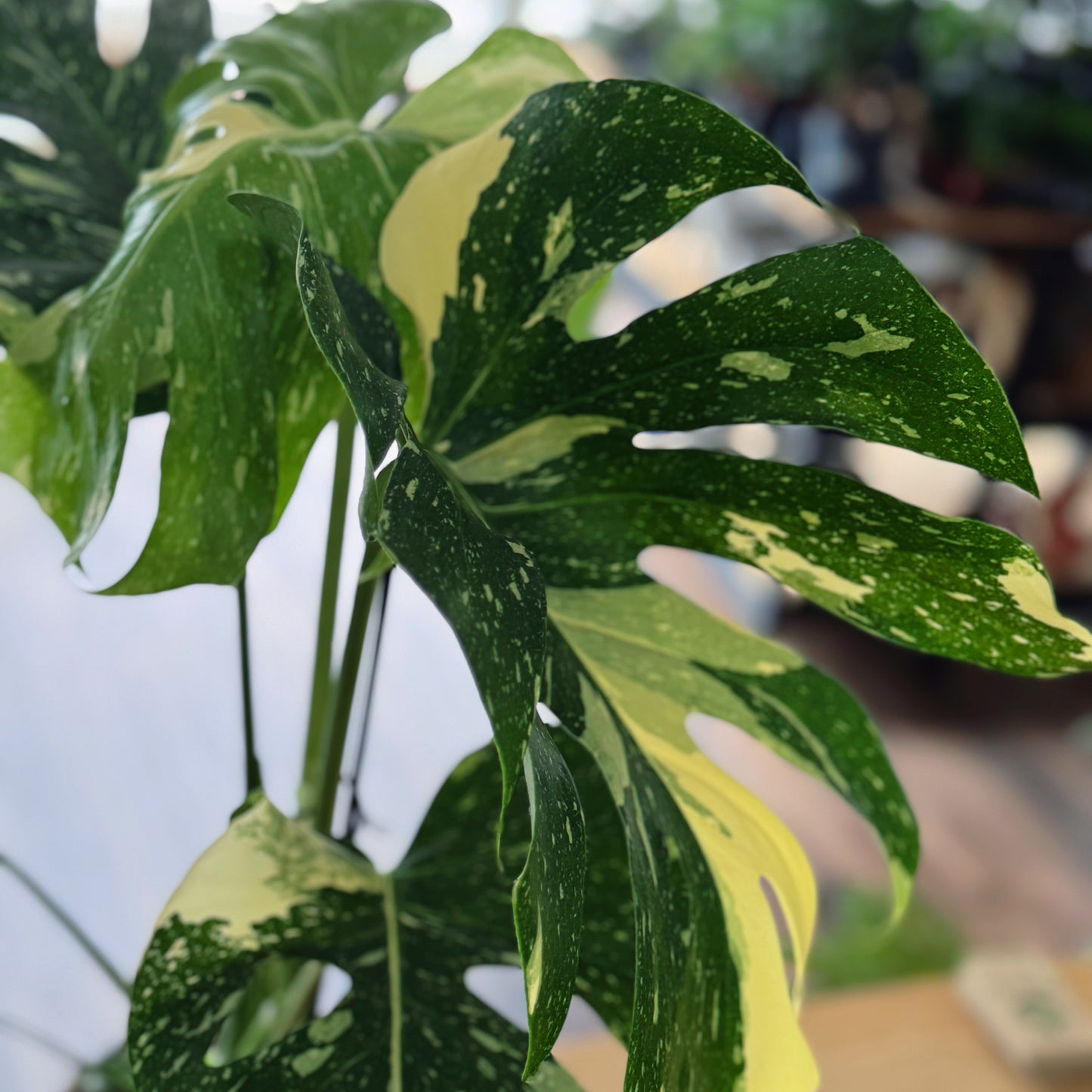 Monstera deliciosa 'Thai Constellation' im 17cm Topf | Fensterblatt