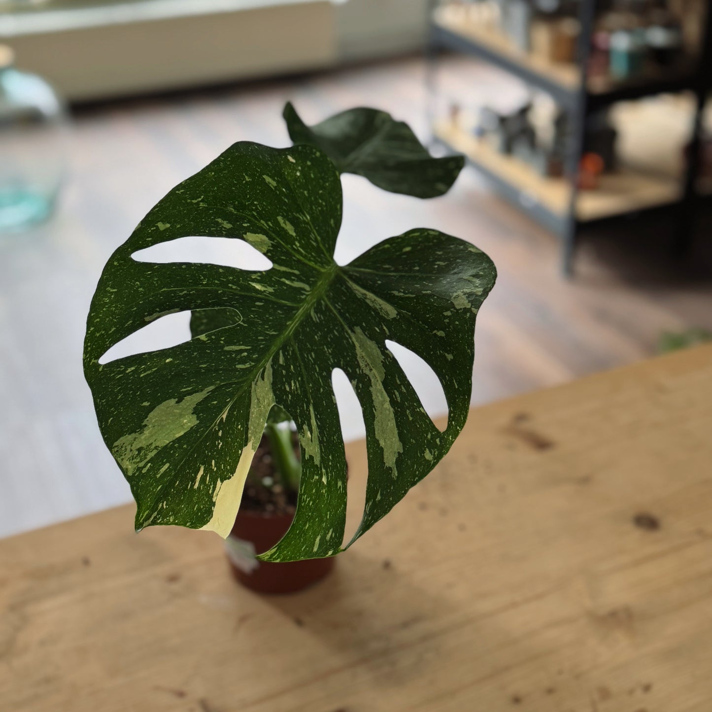 Monstera deliciosa 'Thai Constellation' im 12cm Topf | Fensterblatt