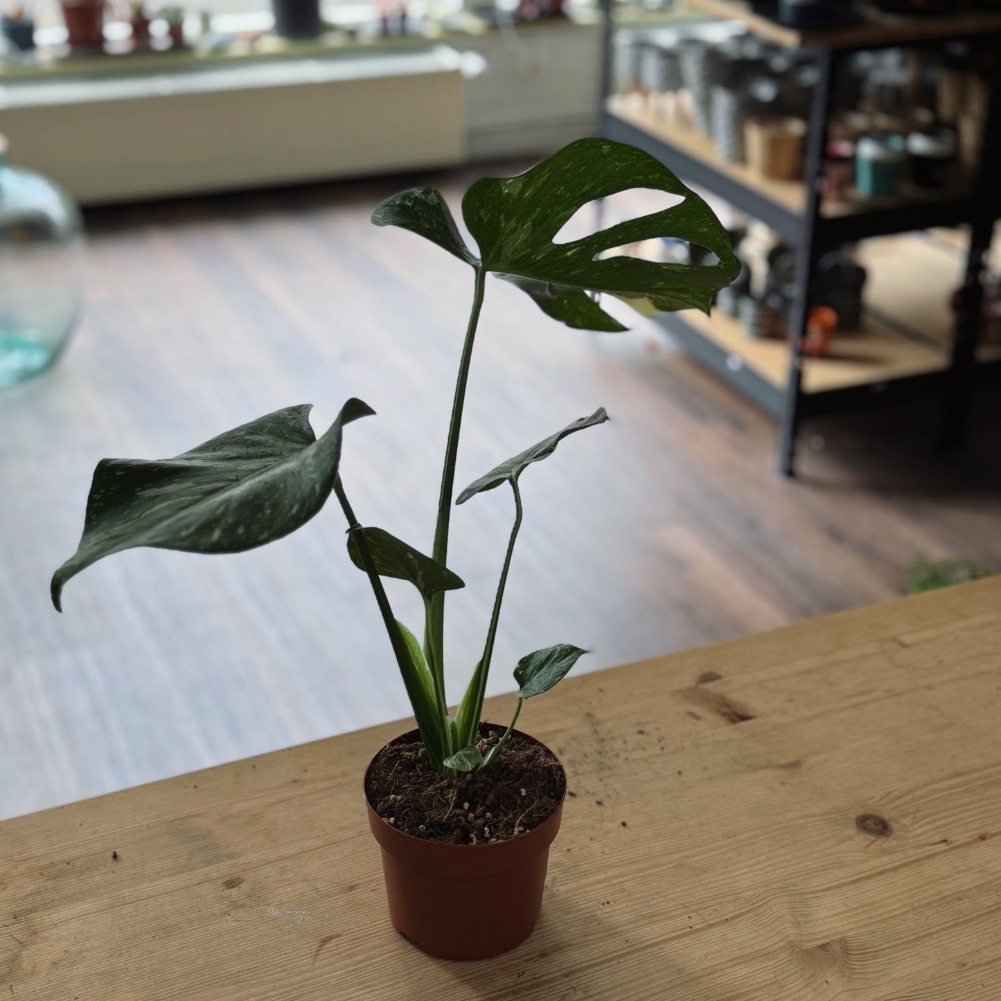 Monstera deliciosa 'Thai Constellation' im 12cm Topf | Fensterblatt