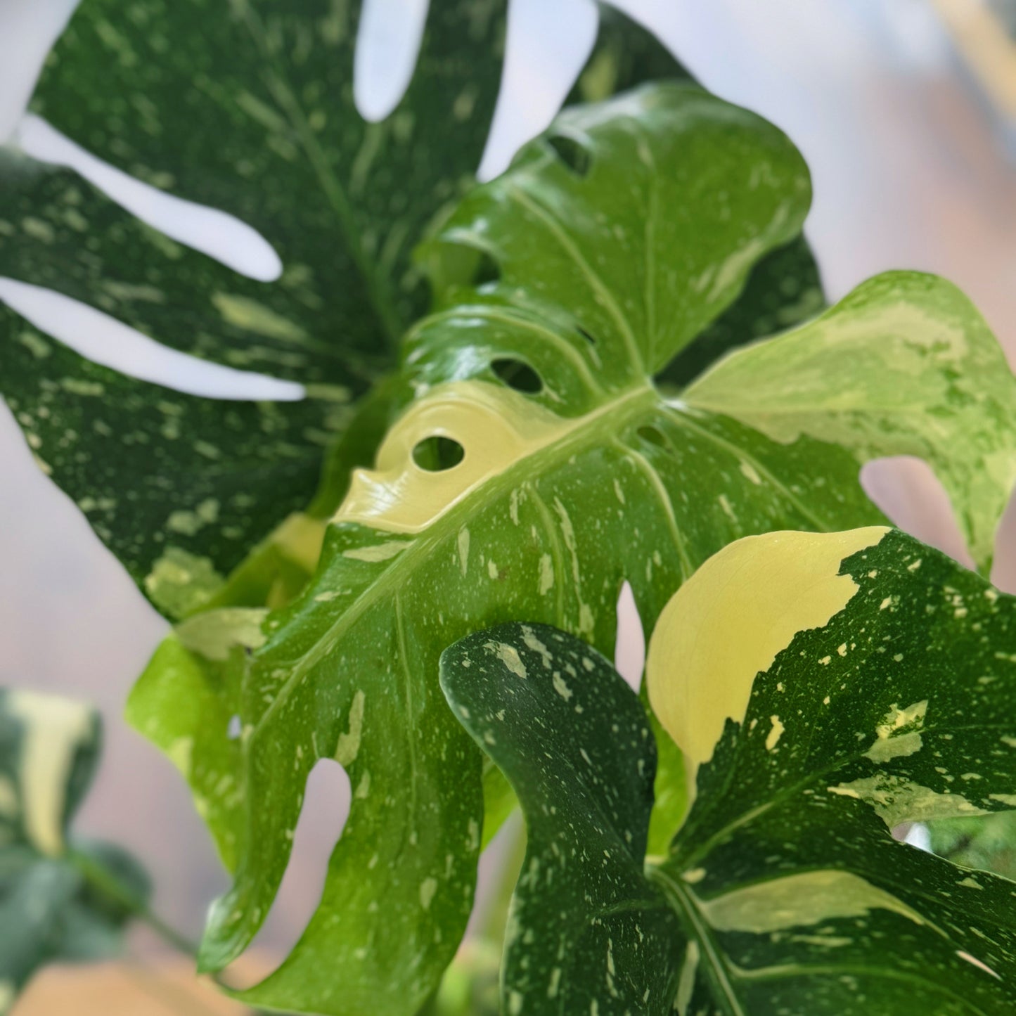 Monstera deliciosa 'Thai Constellation' im 17cm Topf | Fensterblatt
