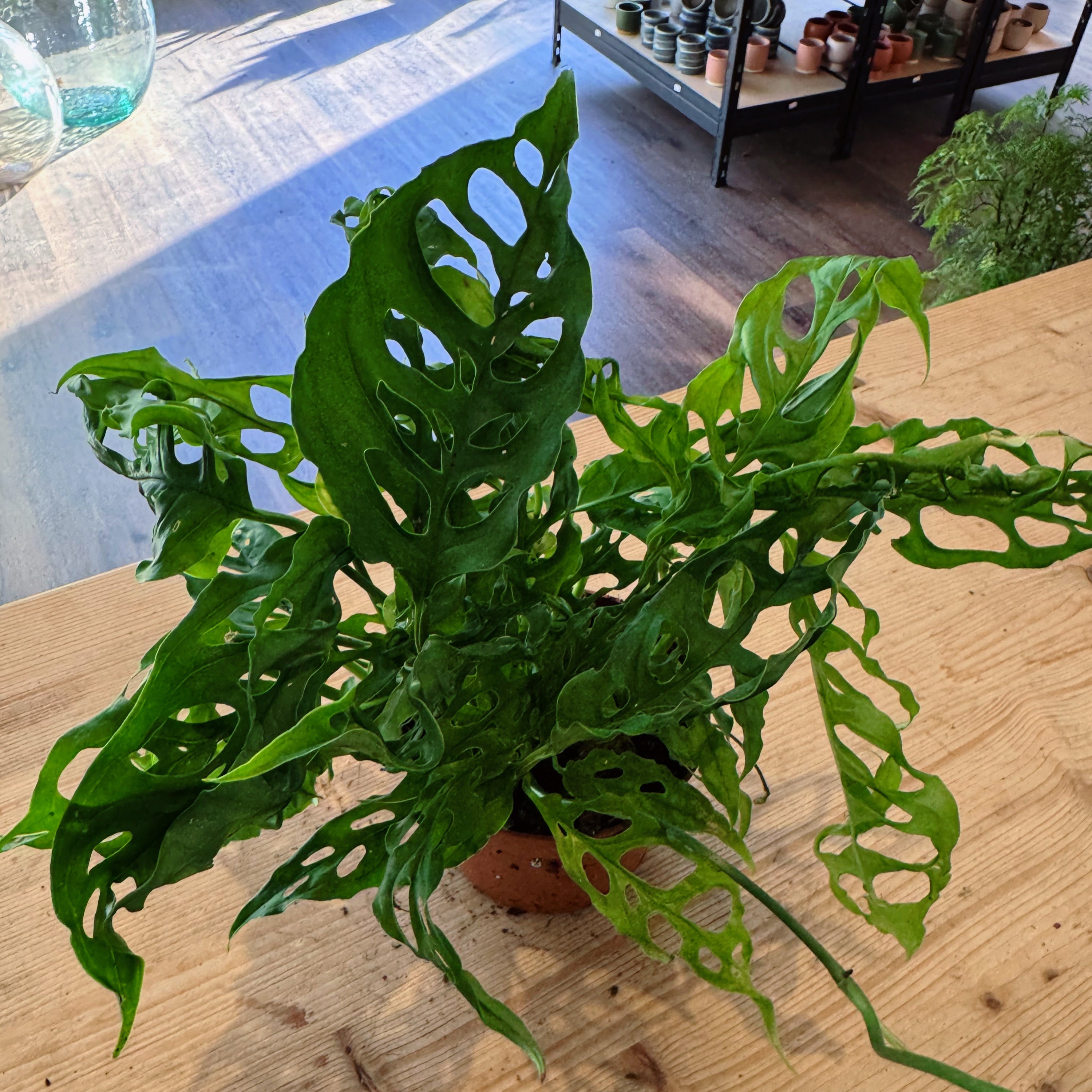 Monstera obliqua 'Peru'  pflanzen-im-glas.de