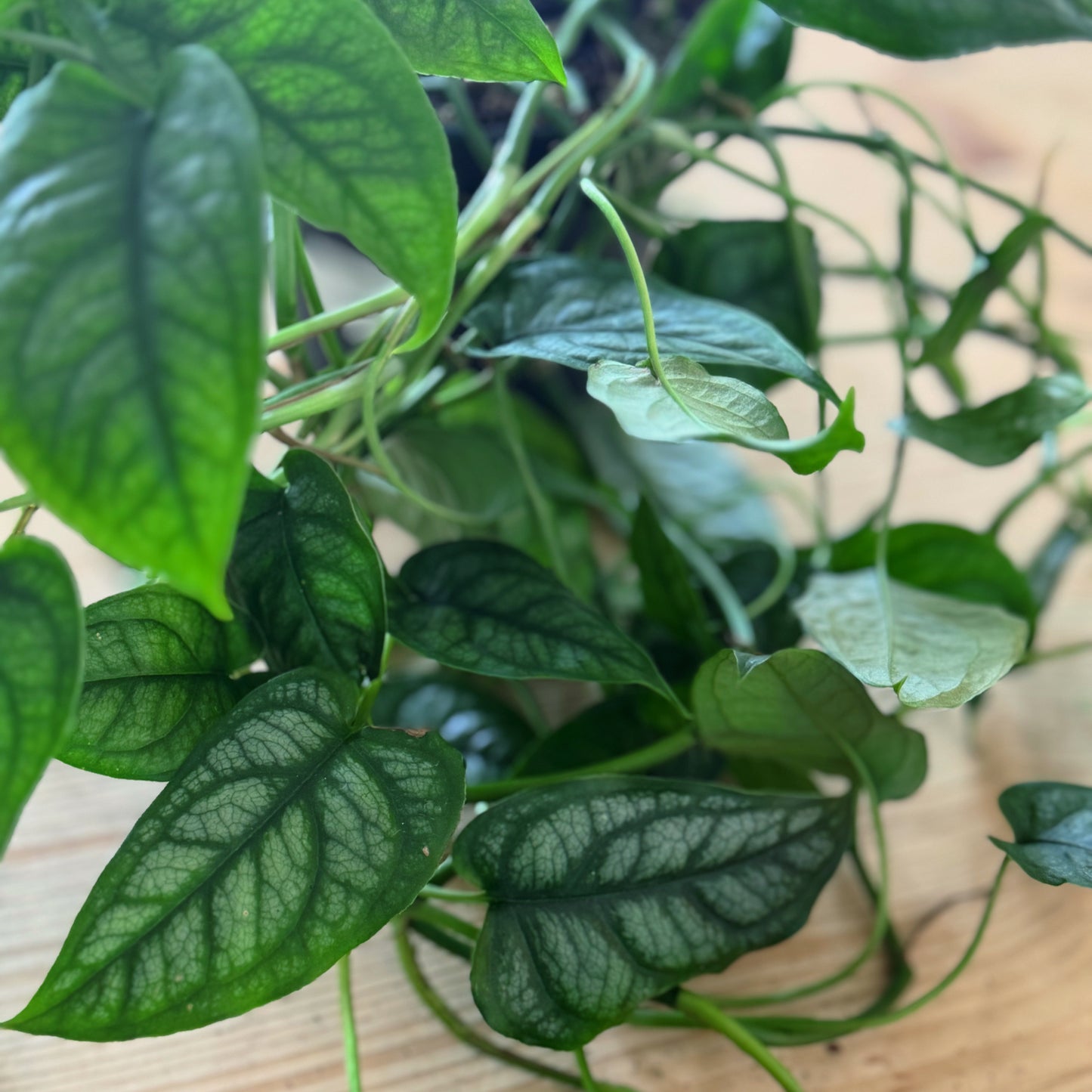 Monstera siltepecana