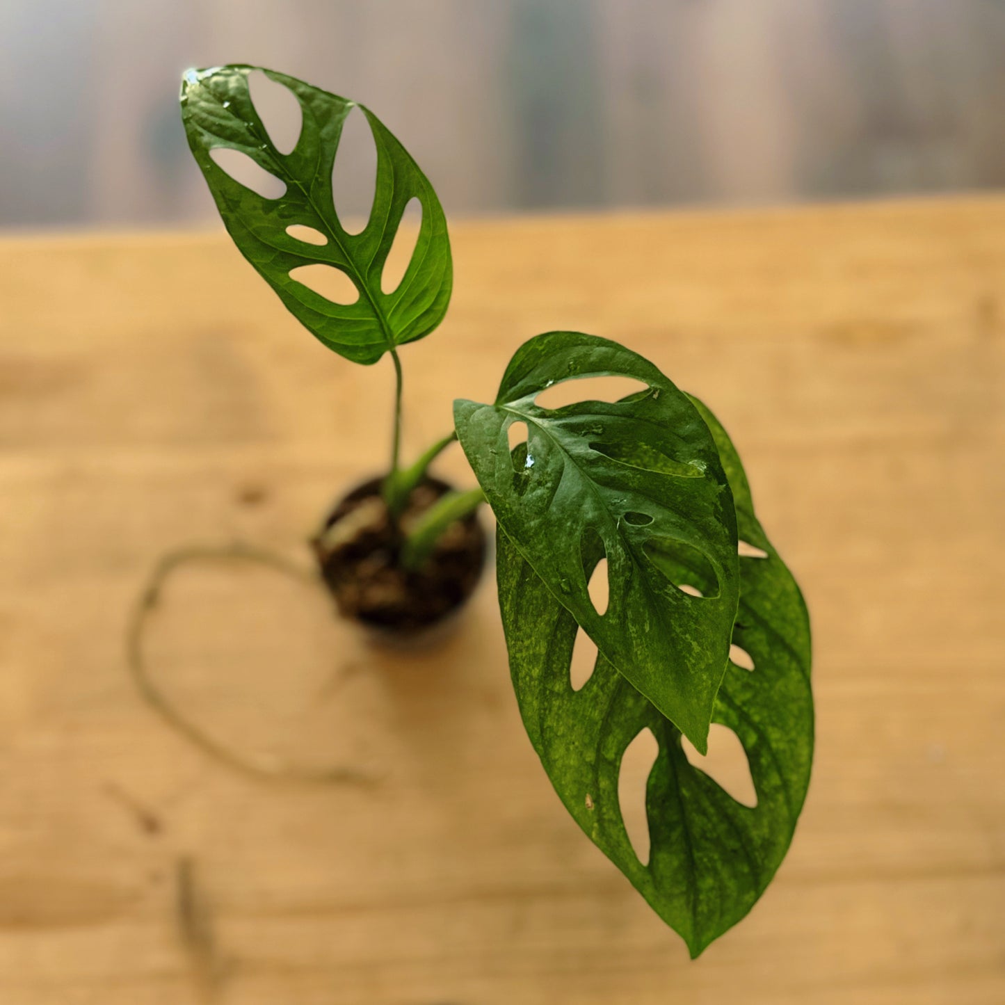 Monstera adansonii 'Monkey Mask' Steckling | Schiefes Fensterblatt