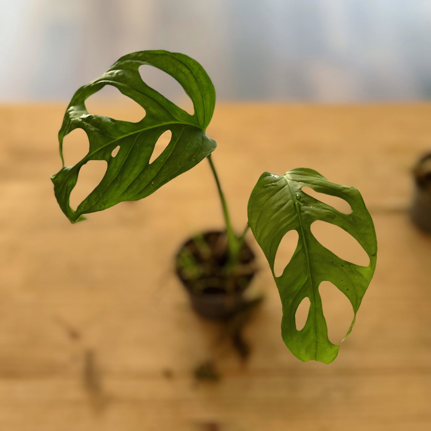 Monstera adansonii 'Monkey Mask' Steckling | Schiefes Fensterblatt