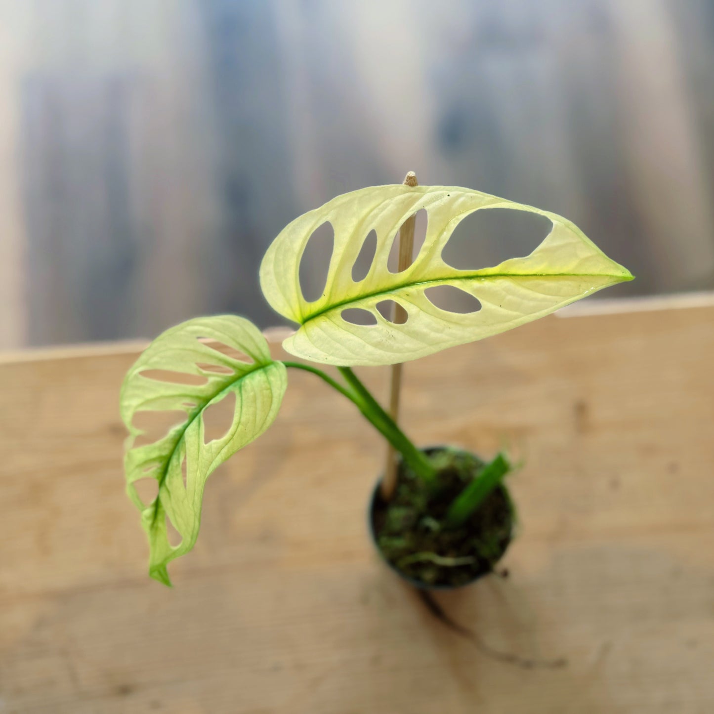 Monstera adansonii 'Variegata' Steckling | Schiefes Fensterblatt