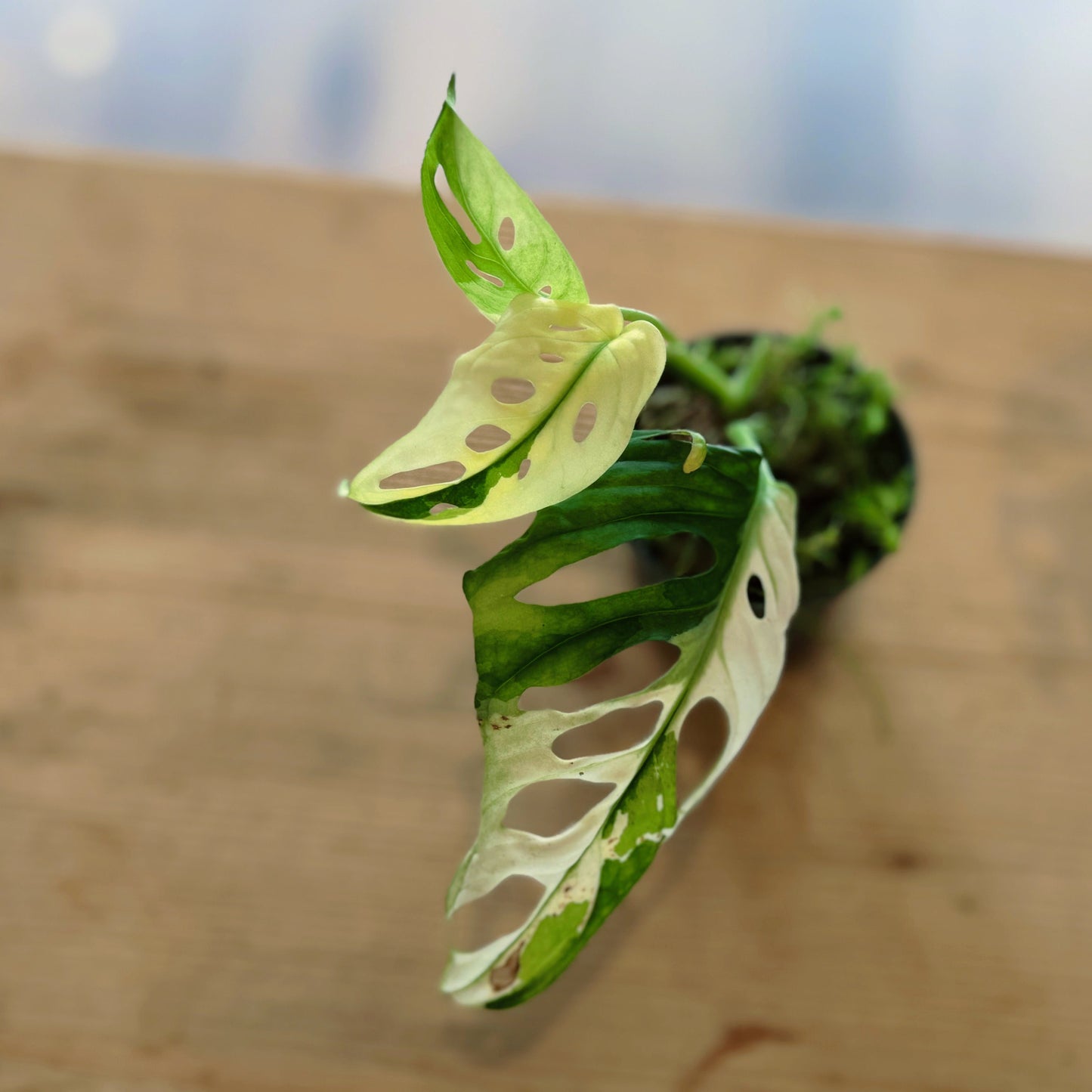 Monstera adansonii 'Variegata' Steckling | Schiefes Fensterblatt