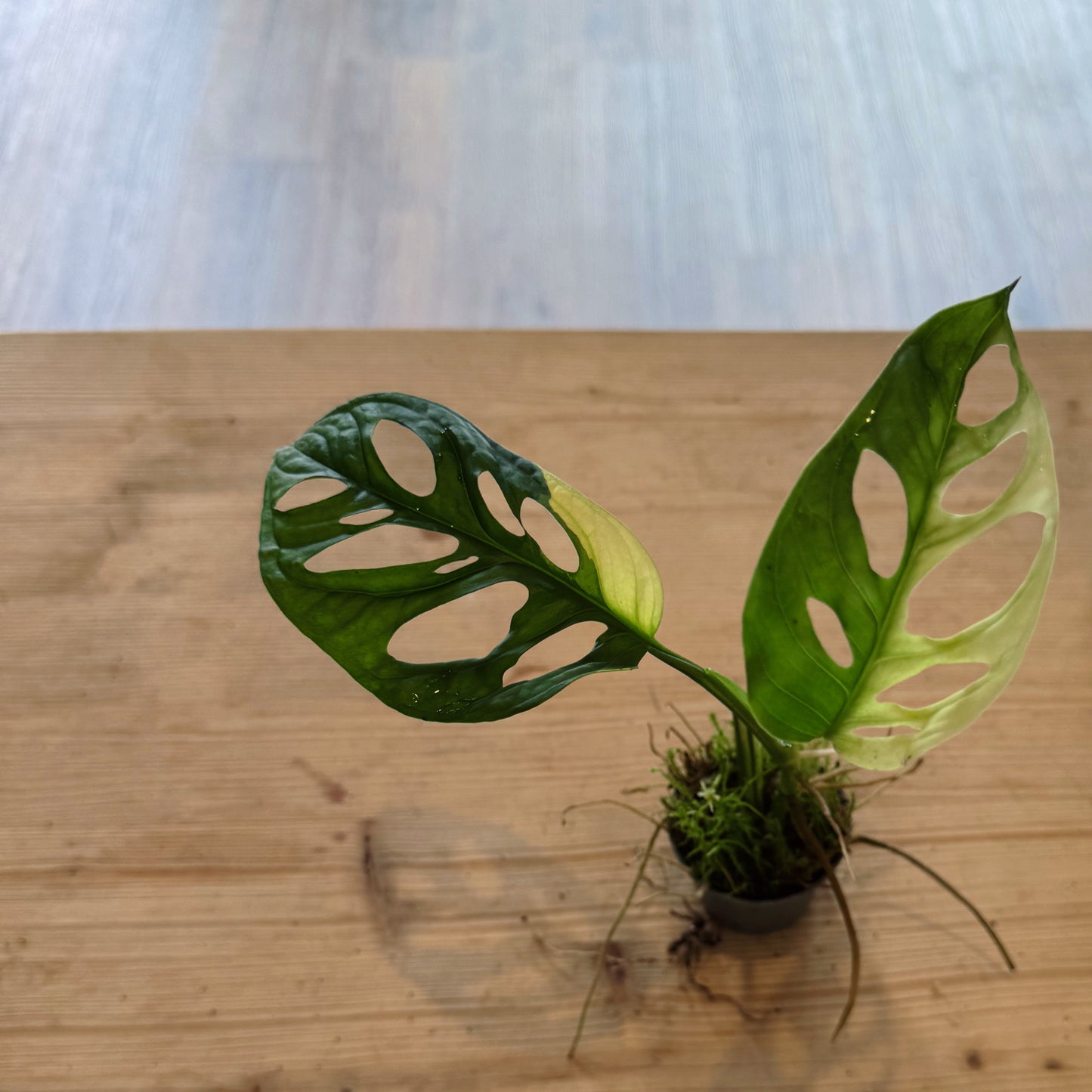 Monstera adansonii 'Variegata' Steckling | Schiefes Fensterblatt