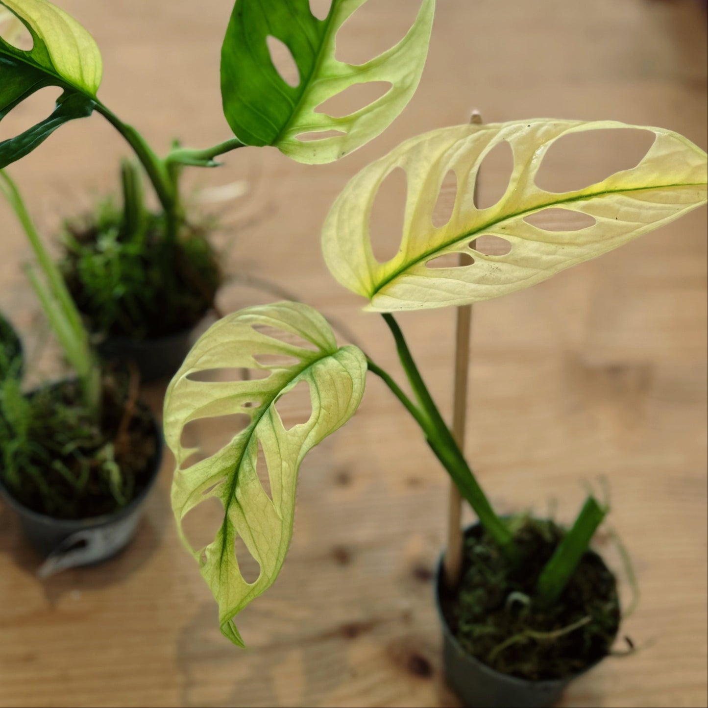 Monstera adansonii 'Variegata' Steckling | Schiefes Fensterblatt