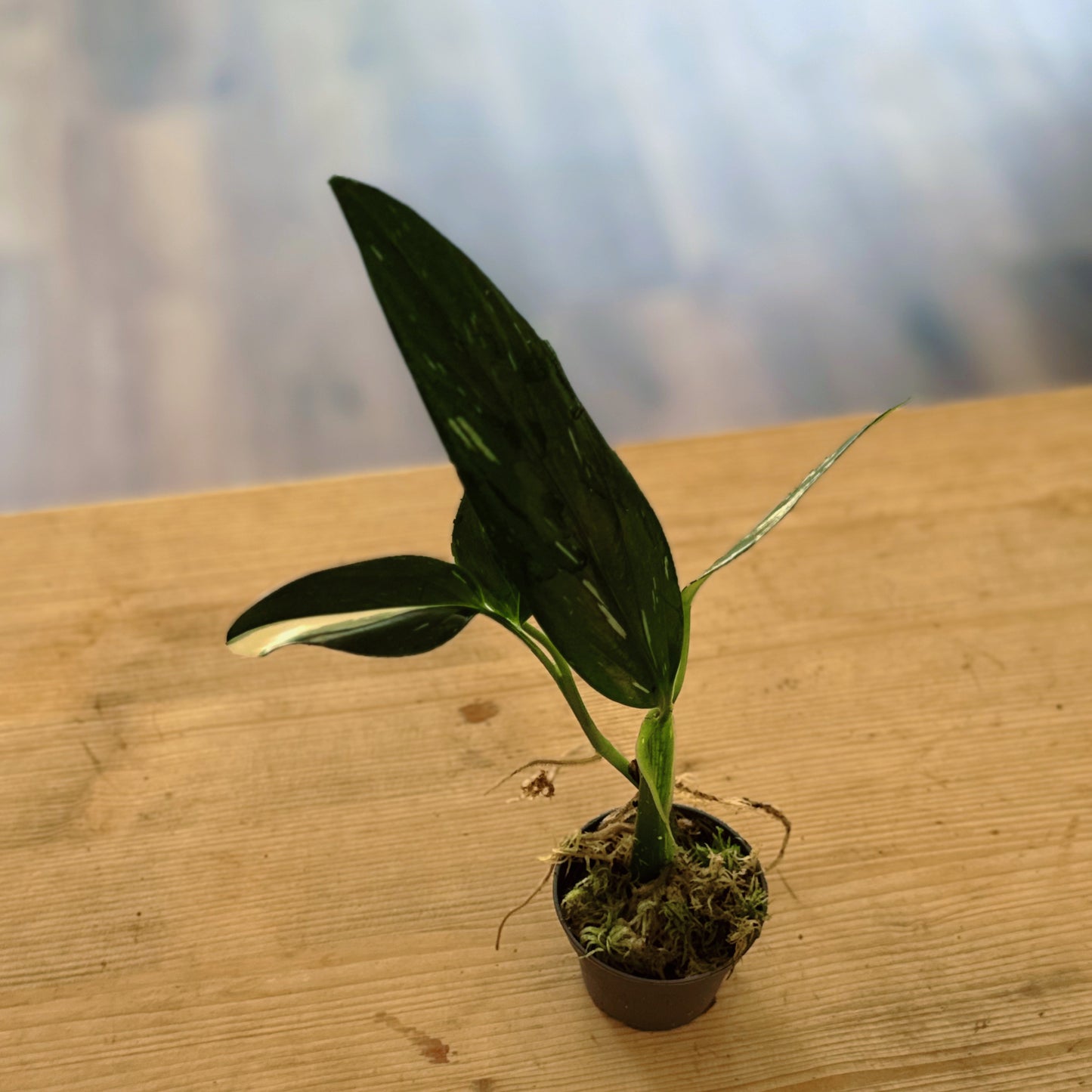 Monstera standleyana Steckling