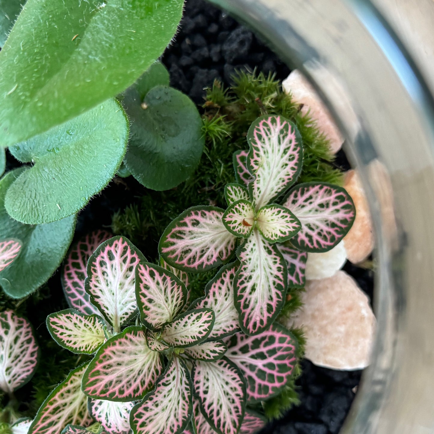 Flaschengarten DIY Set No48 -  Hemionitis arifolia x Fittonia 'Pink Special'