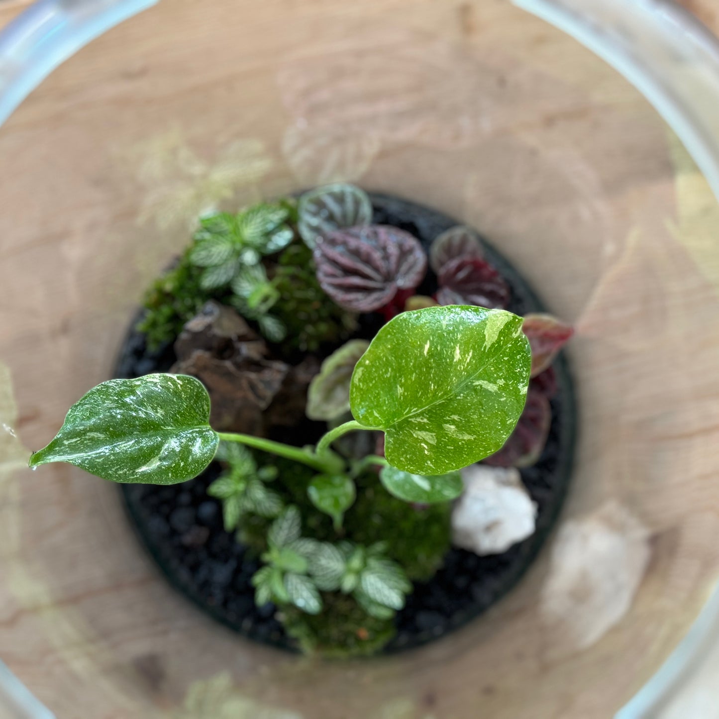 Flaschengarten DIY Set No45 - Monstera 'Thai Constellation' x Peperomia 'Red Luna' x Fittonia 'Mini White'