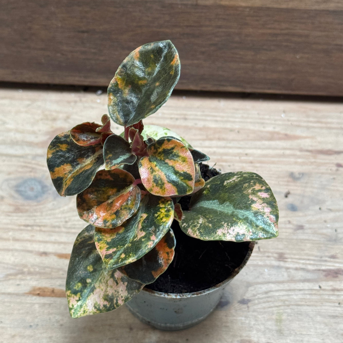 Peperomia Crème Brûlée