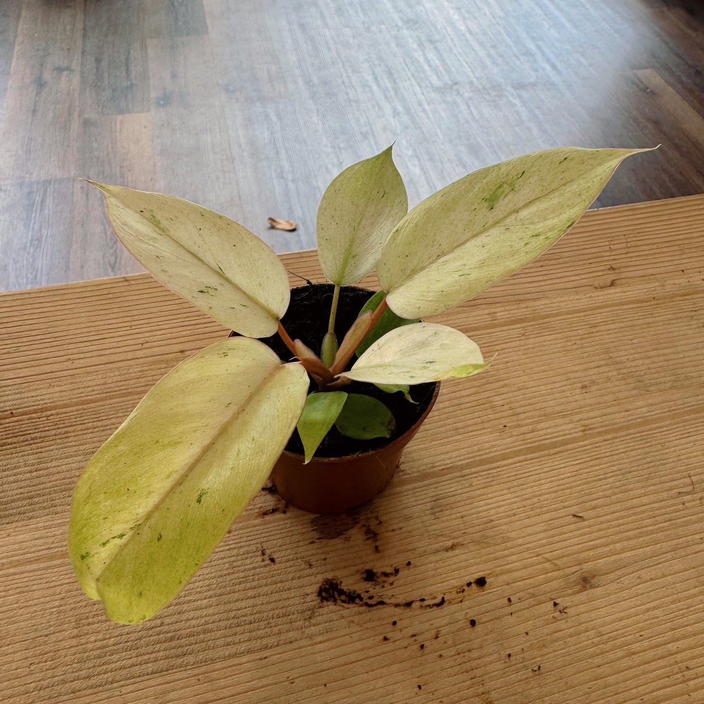 Philodendron 'Snowdrift' | Baumfreund