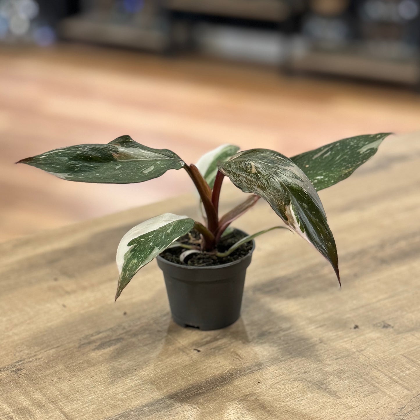 Philodendron 'Red Anderson' | Baumfreund