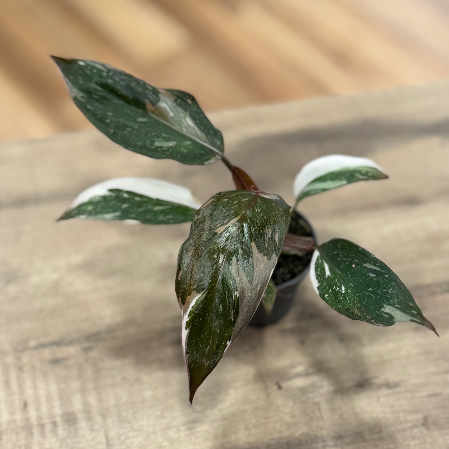 Philodendron 'Red Anderson' | Baumfreund