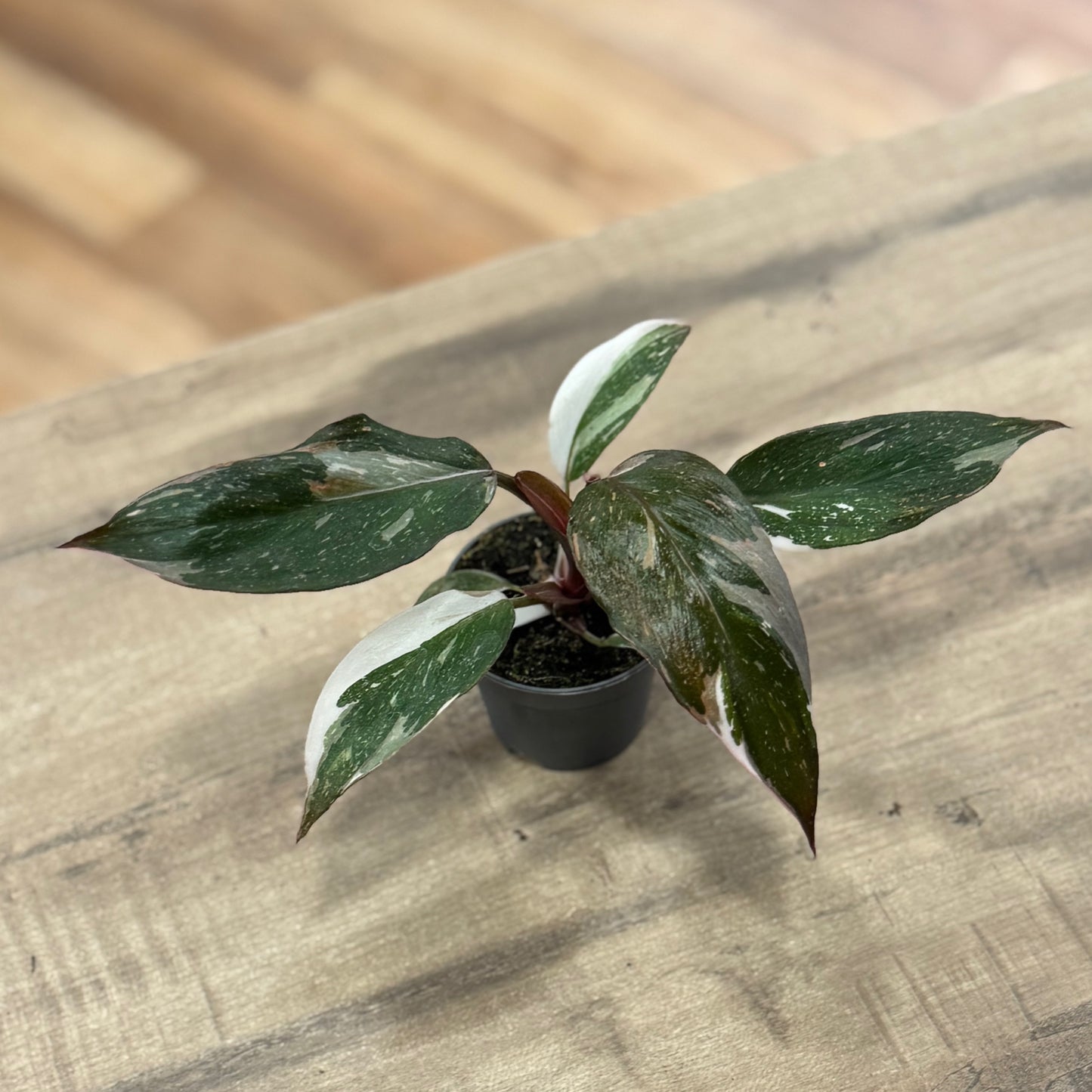 Philodendron 'Red Anderson' | Baumfreund