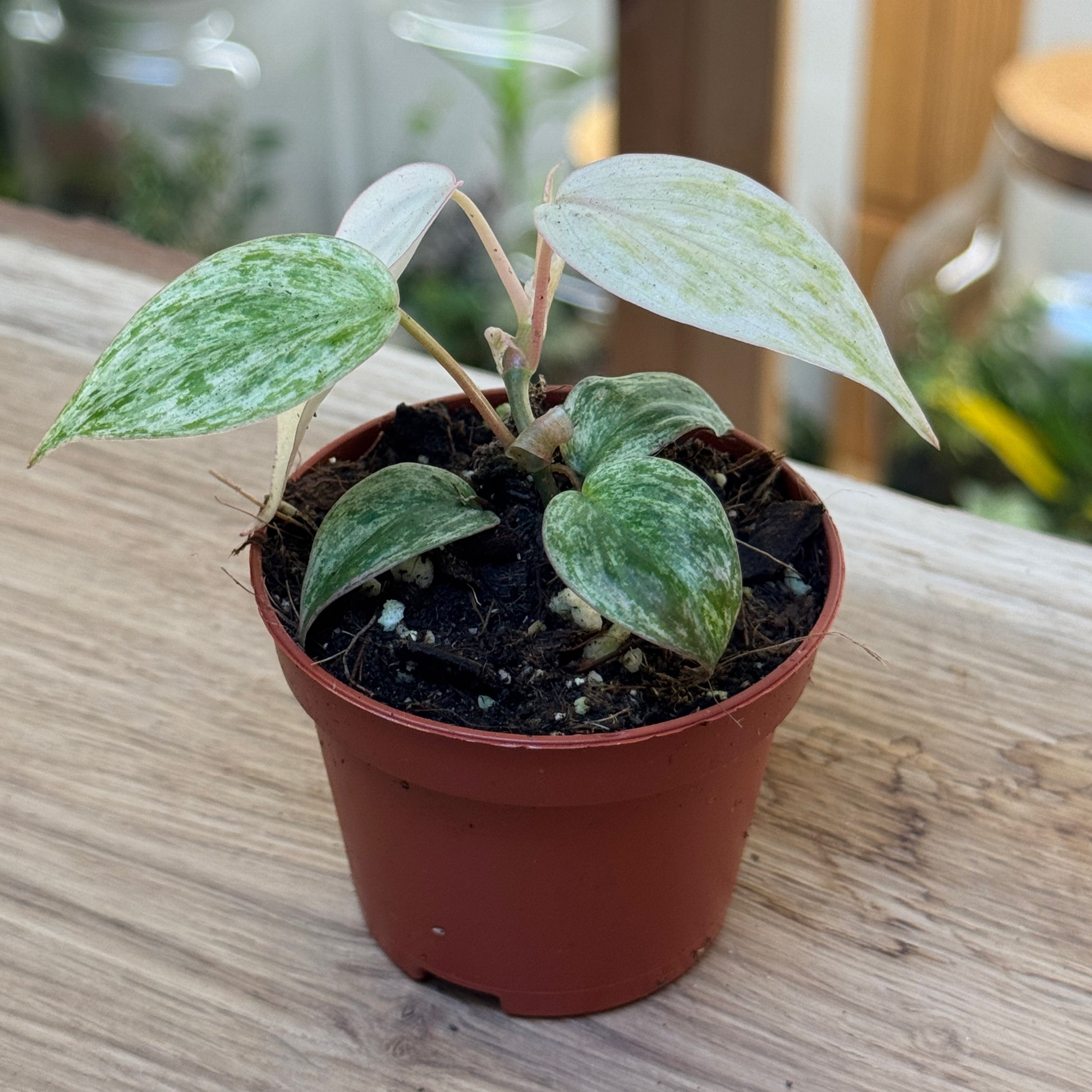 Philodendron hederaceum 'Micans Marble Variegata'
