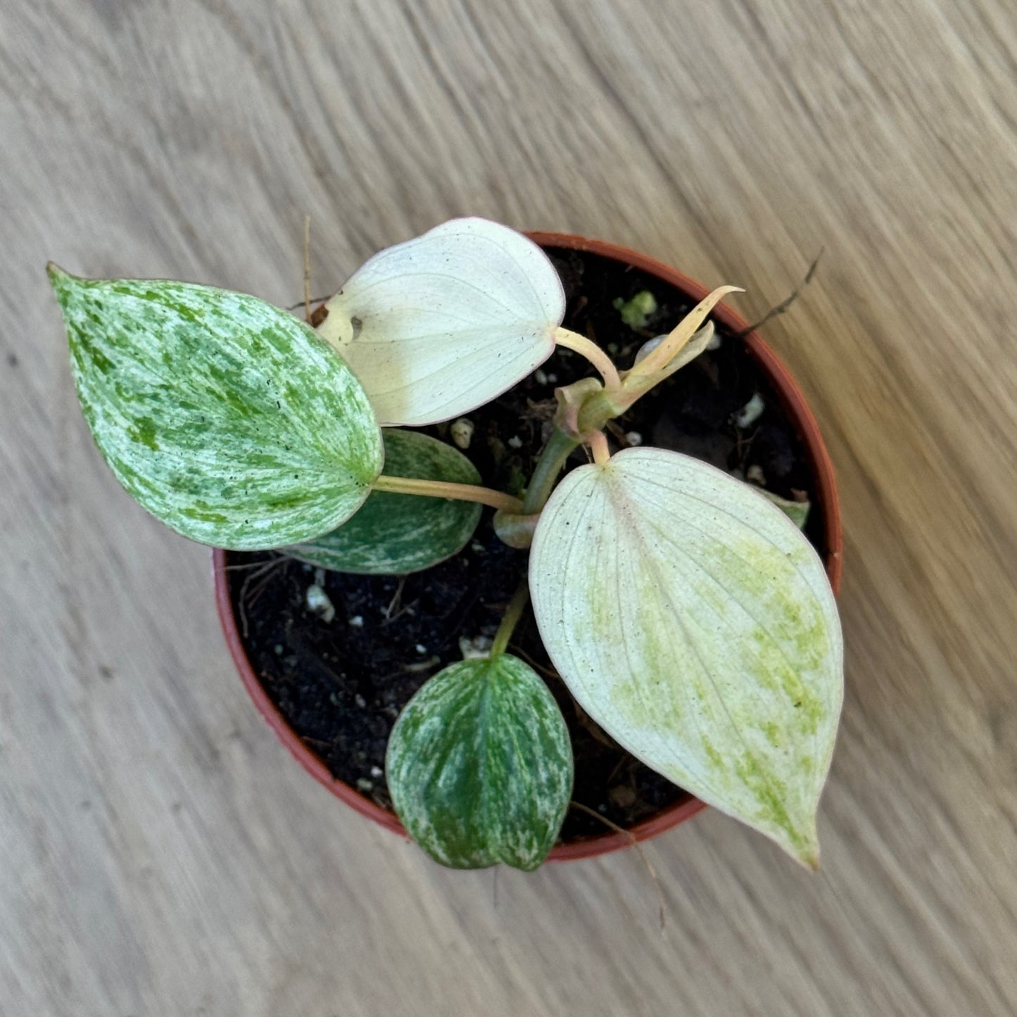 Philodendron hederaceum ‘Micans Marble Variegata’ | Marmorierte Samt-Philodendron