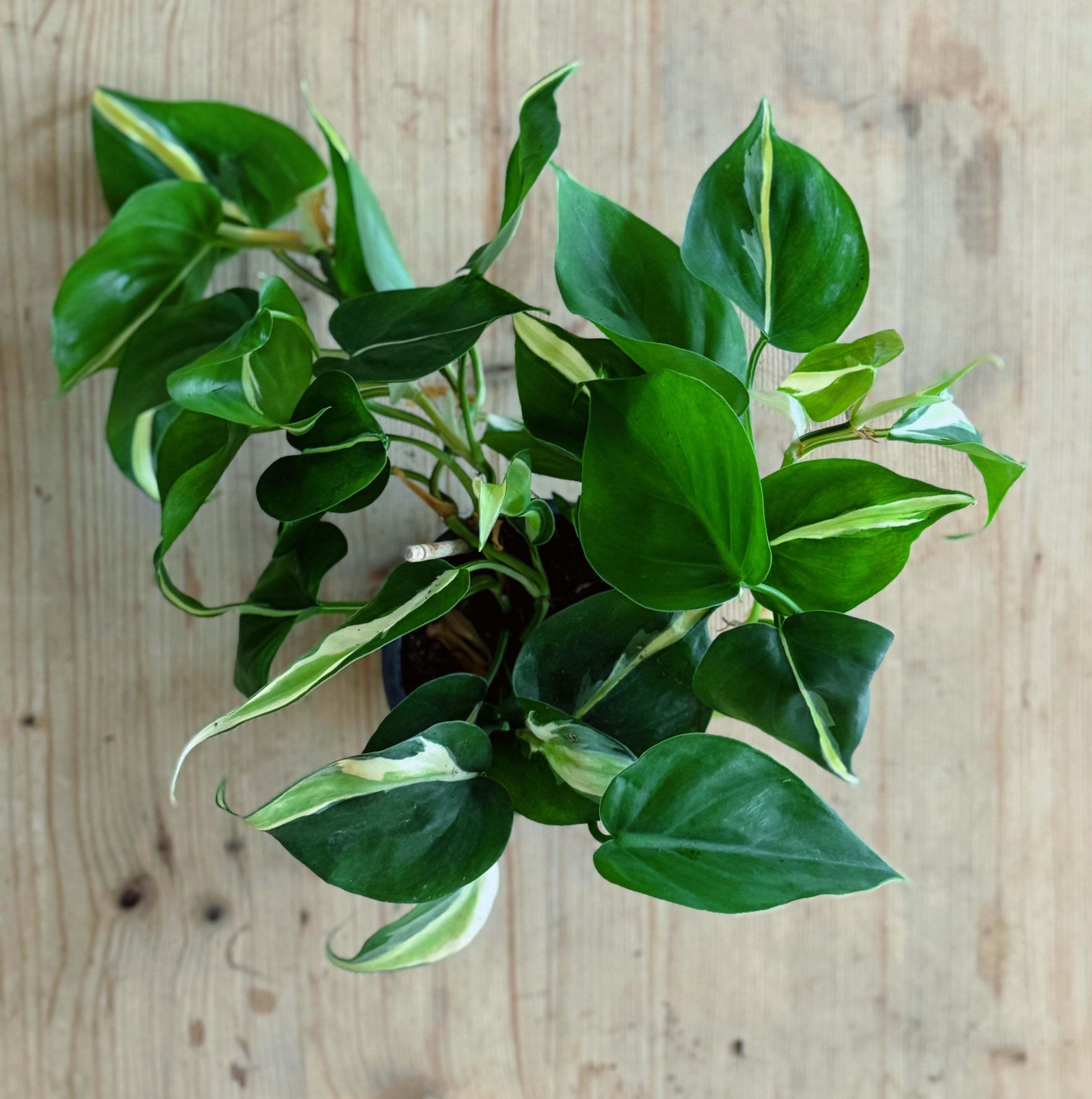philodendron hederaceum silver stripe Philodendron hederaceum 'Silver Stripe'