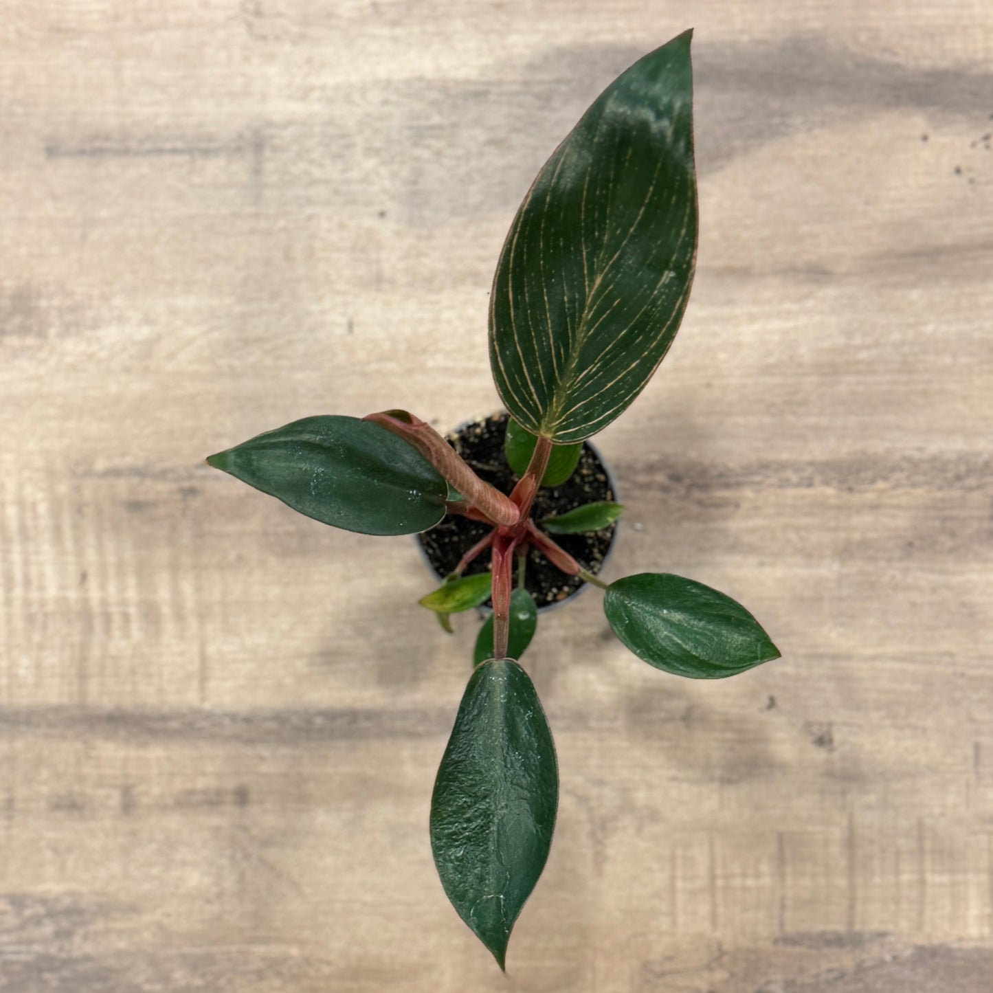 Philodendron sp. ‘Pink Birkin‘ | Baumfreund