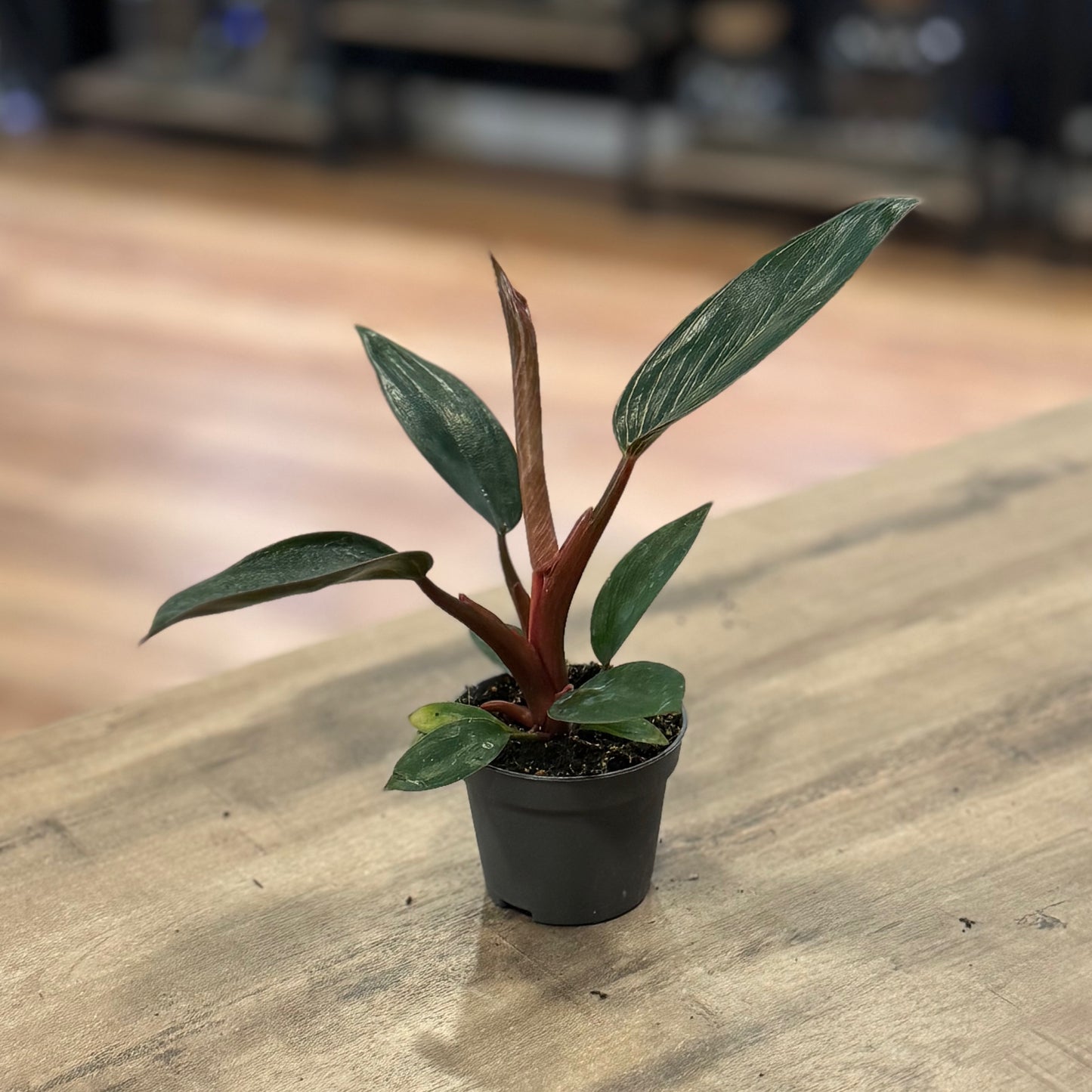 Philodendron sp. ‘Pink Birkin‘ | Baumfreund