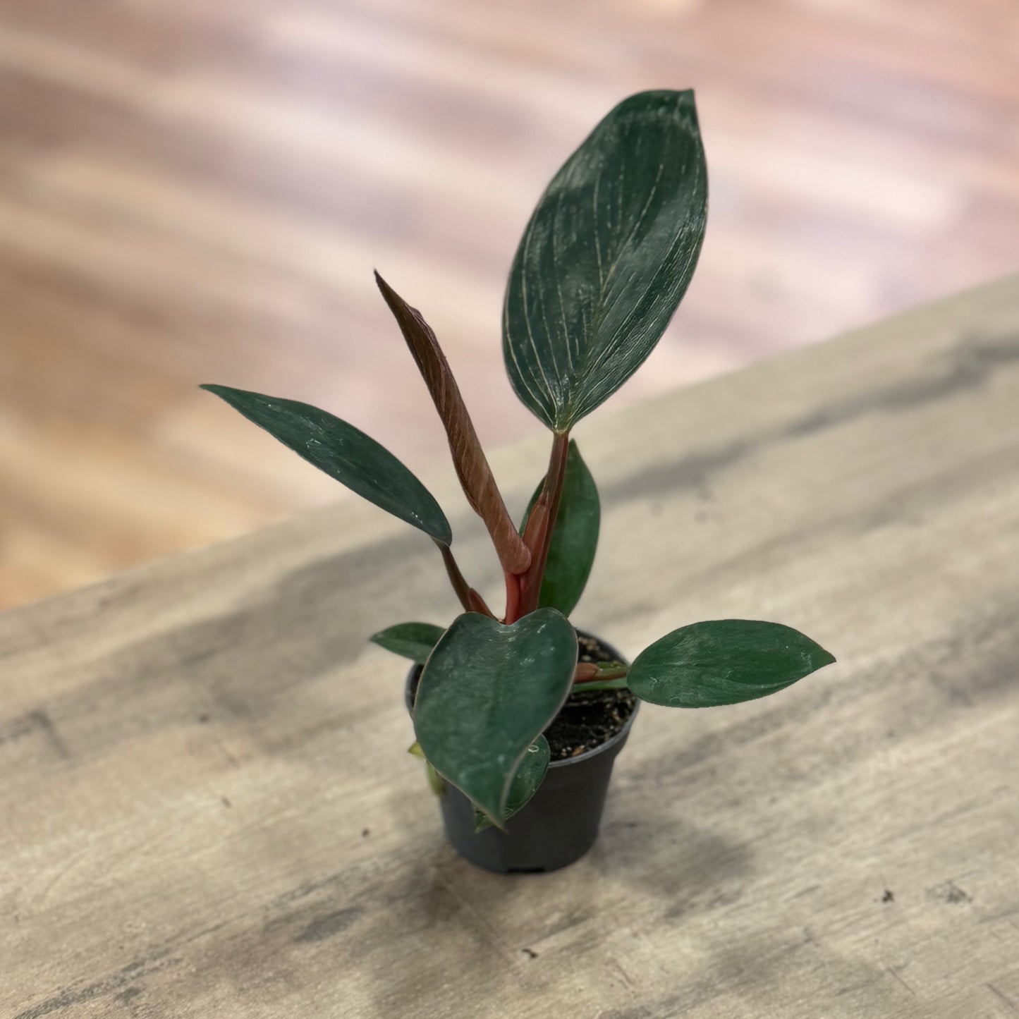 Philodendron sp. ‘Pink Birkin‘ | Baumfreund