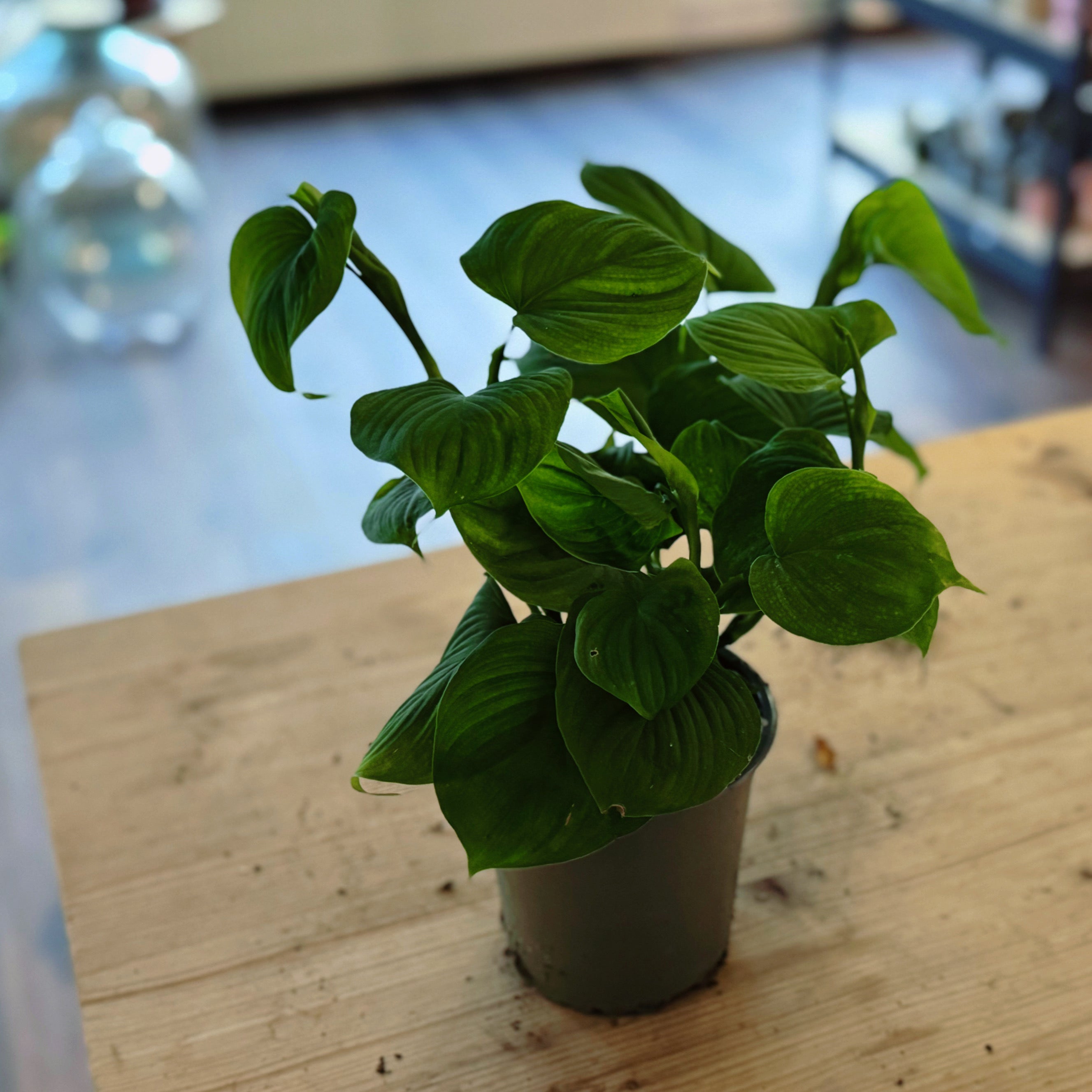 Philodendron fibraecataphyllum – pflanzen-im-glas.de