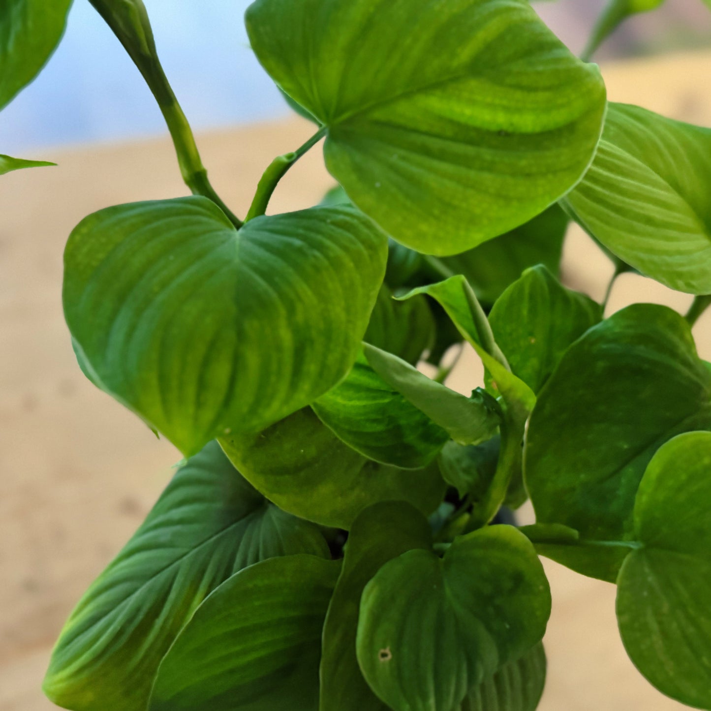 Philodendron fibraecataphyllum