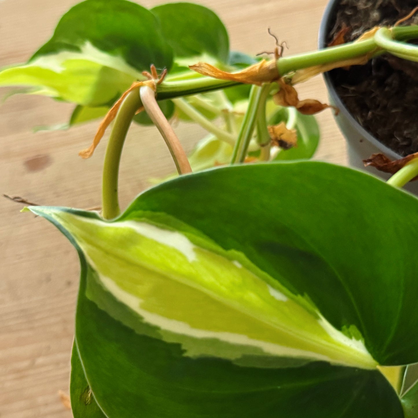 Philodendron hederaceum 'Cream Splash' | Kletterphilodendron