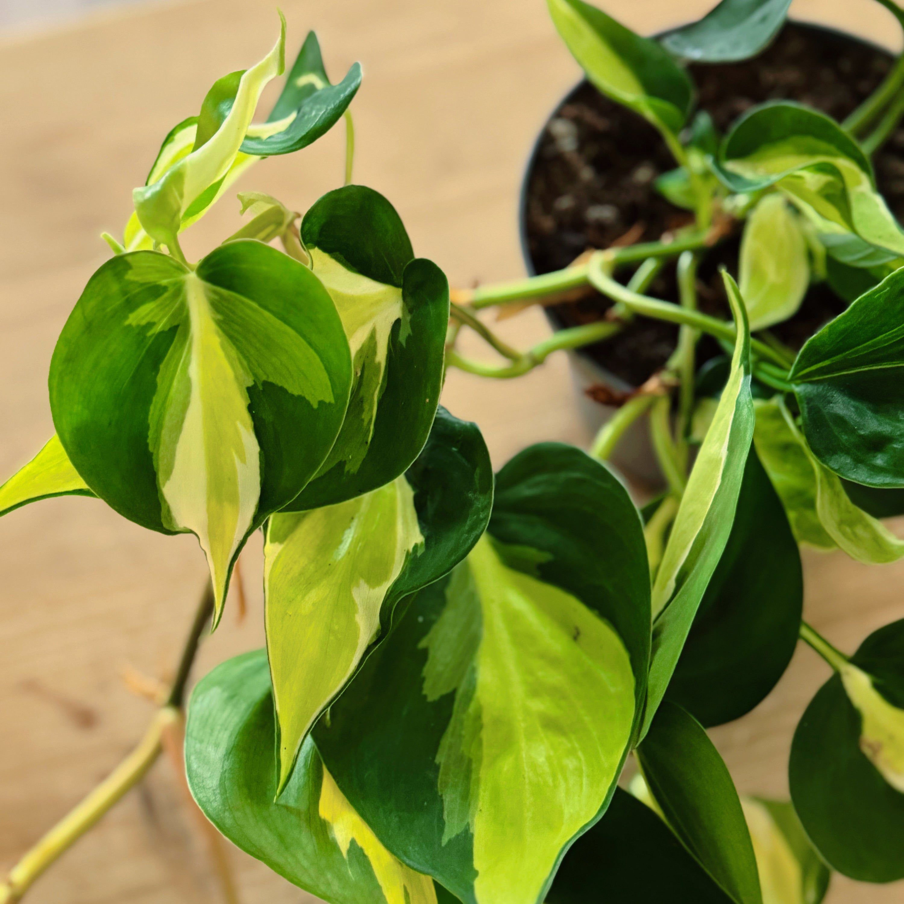 Philodendron hederaceum 'Cream Splash'