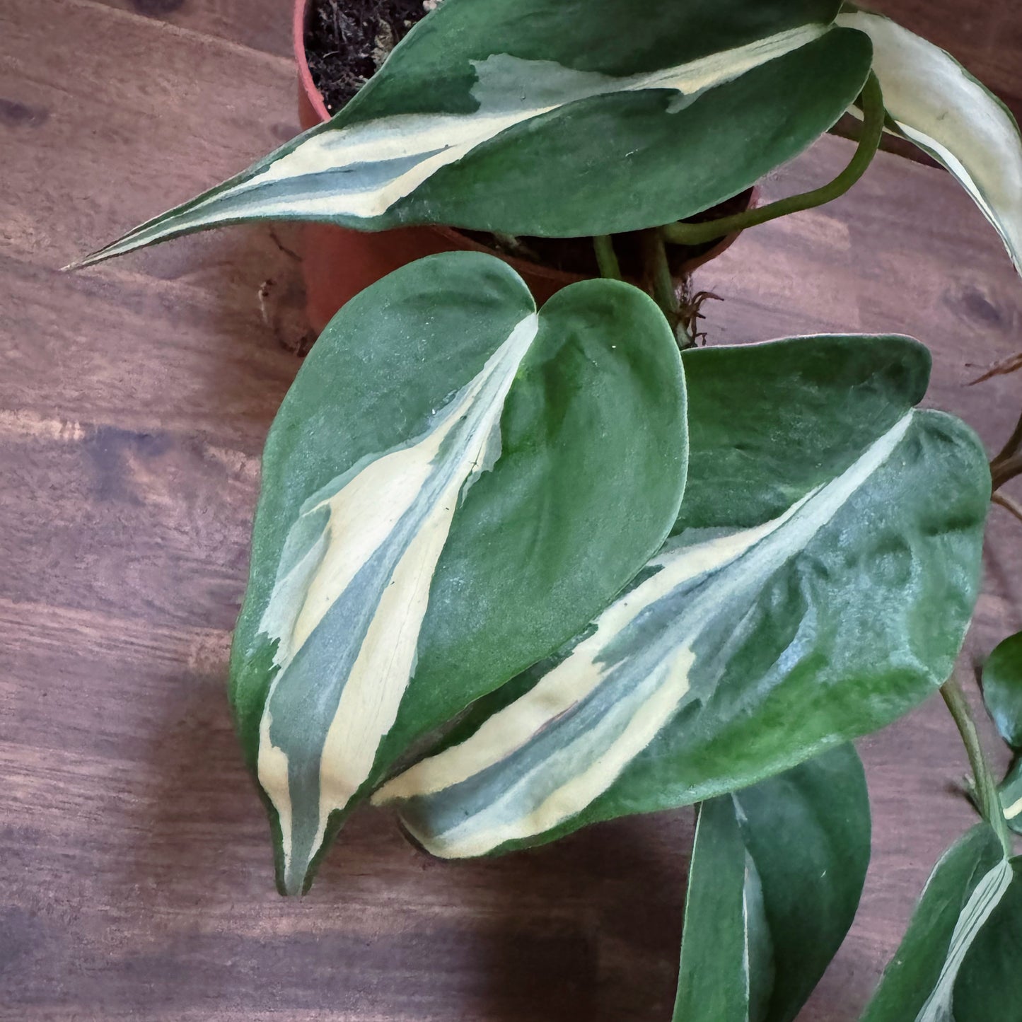 Philodendron hederaceum 'Rio' | Kletterphilodendron
